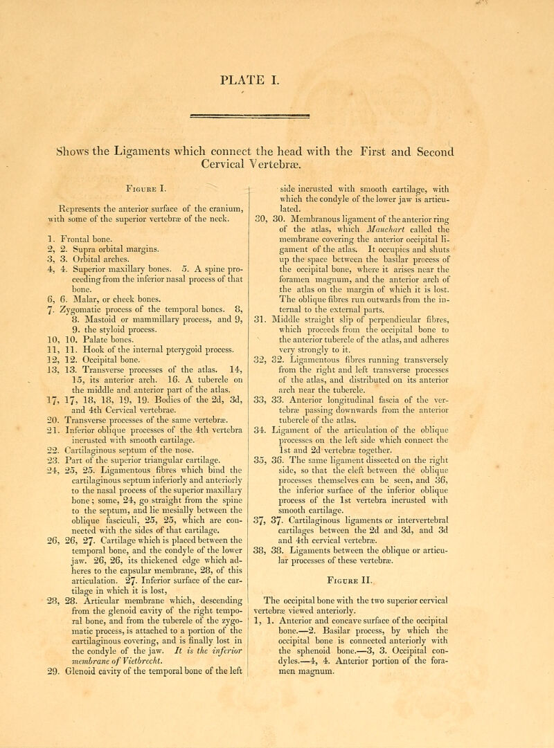 Shows the Ligaments which connect the head with the First and Second Cervical Vertebrae. Figure I. Represents the anterior surface of the cranium, with some of the superior vertebra; of the neck. 1, Frontal bone. 2, 2. Supra orbital margins. 3, 3. Orbital arches. 4, 4. Superior maxillary bones. 5. A spine pro- ceeding from the inferior nasal process of that bone. 6, 6. Malar, or cheek bones. 7- Zygomatic process of the temporal bones. 8, 8. Mastoid or mammillary process, and 9, 9. the styloid process. 10, 10. Palate bones. 11, 11. Hook of the internal pterygoid process. 12, 12. Occipital bone. 13, 13. Transverse processes of the atlas. 14, 15, its anterior arch. 16. A tubercle on the middle and anterior part of the atlas. 17, 17, 18, 18, 19, 19- Bodies of the 2d, 3d, and 4th Cervical vertebrae. 20. Transverse processes of the same vertebra;. 21. Inferior oblique processes of the 4th vertebra incrusted with smooth cartilage. 22. Cartilaginous septum of the nose. 23. Part of the superior triangular cartilage. 24. 25, 25. Ligamentous fibres which bind the cartilaginous septum inferiorly and anteriorly to the nasal process of the superior maxillary bone; some, 24, go straight from the spine to the septum, and lie mesially between the oblique fasciculi, 25, 25, which are con- nected with the sides of that cartilage. 26, 26, 27. Cartilage which is placed between the temporal bone, and the condyle of the lower jaw. 26, 26, its thickened edge which ad- heres to the capsular membrane, 28, of this articulation. 27- Inferior surface of the car- tilage in which it is lost, 28, 28. Articular membrane which, descending from the glenoid cavity of the right tempo- ral bone, and from the tubercle of the zygo- matic process, is attached to a portion of the cartilaginous covering, and is finally lost in the condyle of the jaw. It is the inferior membrane of Vietbrecht. 29. Glenoid cavity of the temporal bone of the left side incrusted with smooth cartilage, with which the condyle of the lower jaw is articu- lated. 30, 30. Membranous ligament of the anterior ring of the atlas, which Mauchart called the membrane covering the anterior occipital li- gament of the atlas. It occupies and shuts up the space between the basilar process of the occipital bone, where it arises near the foramen magnum, and the anterior arch of the atlas on the margin of which it is lost. The oblique fibres run outwards from the in- ternal to the external parts. 31, Middle straight slip of perpendicular fibres, which proceeds from the occipital bone to the anterior tubercle of the atlas, and adheres very strongly to it. 32, 32. Ligamentous fibres running transversely from the right and left transverse processes of the atlas, and distributed on its anterior arch near the tubercle. 33, 33. Anterior longitudinal fascia of the ver- tebra passing downwards from the anterior tubercle of the atlas. 34, Ligament of the articulation of the oblique processes on the left side which connect the 1st and 2d vertebrae together. 35, 36. The same ligament dissected on the right side, so that the cleft between the oblique processes themselves can be seen, and 36, the inferior surface of the inferior oblique process of the 1st vertebra incrusted with smooth cartilage. 37, 37. Cartilaginous ligaments or intervertebral cartilages between the 2d and 3d, and 3d and 4th cervical vertebrae. 38, 38. Ligaments between the oblique or articu- lar processes of these vertebrae. Figure II. The occipital bone with the two superior cervical vertebra; viewed anteriorly. 1, 1. Anterior and concave surface of the occipital bone.—2. Basilar process, by which the occipital bone is connected anteriorly with the sphenoid bone.—3, 3. Occipital con- dyles.—4, 4. Anterior portion of the fora-