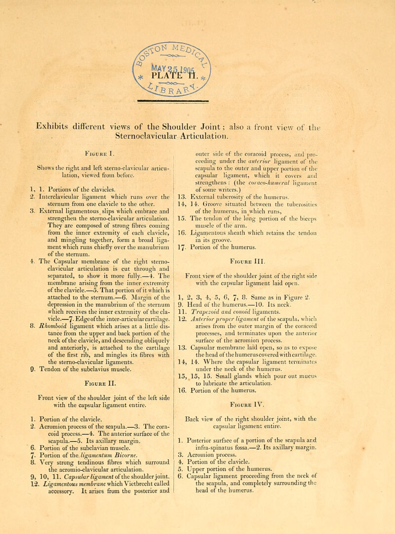 Exhibits different views of the Shoulder Joint; also a front view of the Sternoclavicular Articulation. Figure I. Shows the right and left sterno-clavicular articu- lation, viewed from before. 1. 1. Portions of the clavicles. 2. Interclavicular ligament which runs over the sternum from one clavicle to the other. 3. External ligamentous slips which embrace and strengthen the sterno-clavicular articulation. They are composed of strong fibres coming from the inner extremity of each clavicle, and mingling together, form a broad liga- ment which runs chiefly over the manubrium of the sternum. 4. The Capsular membrane of the right sterno- clavicular articulation is cut through and separated, to show it more fully.—4. The membrane arising from the inner extremity of the clavicle.—5. That portion of it which is attached to the sternum.—6. Margin of the depression in the manubrium of the sternum which receives the inner extremity of the cla- vicle.—7- Edge of the inter-articular cartilage. 8. Rhomboid ligament which arises at a little dis- tance from the upper and back portion of the neck of the clavicle, and descending obliquely and anteriorly, is attached to the cartilage of the first rib, and mingles its fibres with the sterno-clavicular ligaments. 9- Tendon of the subclavius muscle. Figure II. Front view of the shoulder joint of the left side with the capsular ligament entire. 1. Portion of the clavicle. 2. Acromion process of the scapula.—3. The cora- coid process.—4. The anterior surface of the scapula.—5. Its axillary margin. 6. Portion of the subclavian muscle. 7- Portion of the ligamentum Bicorne. 8. Very strong tendinous fibres which surround the acromioclavicular articulation. 9, 10, 11. Capsular ligament of the shoulder joint. 12. Ligamentous membrane which Vietbrecht called accessory. It arises from the posterior and outer side of the coracoid process, and pro- ceeding under the anterior ligament of the scapula to the outer and upper portion of the capsular ligament, which it covers and strengthens : (the coraco-humeral ligament of some writers.) 13. External tuberosity of the humerus. 14. 14. Groove situated between the tuberosities of the humerus, in which runs, 15. The tendon of the long portion of the biceps muscle of the arm. \6. Ligamentous sheath which retains the tendon in its groove. 17. Portion of the humerus. Figure III. Front view of the shoulder joint of the right side with the capsular ligament laid open. I, 2, 3, 4, 5, 6, 7, 8. Same as in Figure 2. 9. Head of the humerus.—10. Its neck. II. Trapezoid and conoid ligaments. 12. Anterior proper ligament of the scapula, which arises from the outer margin of the coracord processes, and terminates upon the anterior surface of the acromion process. 13. Capsular membrane laid open, so as to expose the head of thehumeruscovered with cartilage. 14. 14. Where the capsular ligament terminates under the neck of the humerus. 15. 15, 15. Small glands which pour out mucus to lubricate the articulation. 16. Portion of the humerus. Figure IV. Back view of the right shoulder joint, with the capsular ligament entire. 1. Posterior surface of a portion of the scapula and infra-spinatus fossa.—2. Its axillary margin. 3. Acromion process. 4. Portion of the clavicle. 5. Upper portion of the humerus. 6. Capsular ligament proceeding from the neck of the scapula, and completely surrounding the head of the humerus.