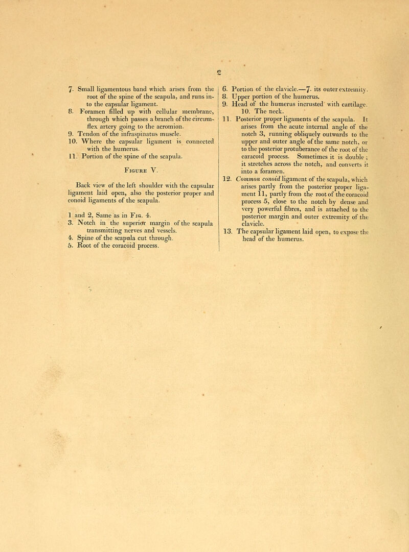 7- Small ligamentous band which arises from the root of the spine of the scapula, and runs in- to the capsular ligament. 8. Foramen filled up with cellular membrane, through which passes a branch of the circum- flex artery going to the acromion. 9- Tendon of the infraspinatus muscle. 10. Where the capsular ligament is connected with the humerus. 11. Portion of the spine of the scapula. Figure V. Back view of the left shoulder with the capsular ligament laid open, also the posterior proper and conoid ligaments of the scapula. 1 and 2, Same as in Fis. 4. 3. Notch in the superior margin of the scapula transmitting nerves and vessels. 4. Spine of the scapula cut through. 6. Root of the coracoid process. 6. Portion of the clavicle.—7- *ts outer extremity. 8. Upper portion of the humerus. 9. Head of the humerus incrusted with cartilage. 10. The neck. 11. Posterior proper ligaments of the scapula. It arises from the acute internal angle of the notch 3, running obliquely outwards to the upper and outer angle of the same notch, or to the posterior protuberance of the root of the caracoid process. Sometimes it is double ; it stretches across the notch, and converts it into a foramen. 12. Common conoid ligament of the scapula, which arises partly from the posterior proper liga- ment 11, partly from the root of the coracoid process 5, close to the notch by dense and very powerful fibres, and is attached to the posterior margin and outer extremity of the clavicle. 13. The capsular ligament laid open, to expose the head of the humerus.