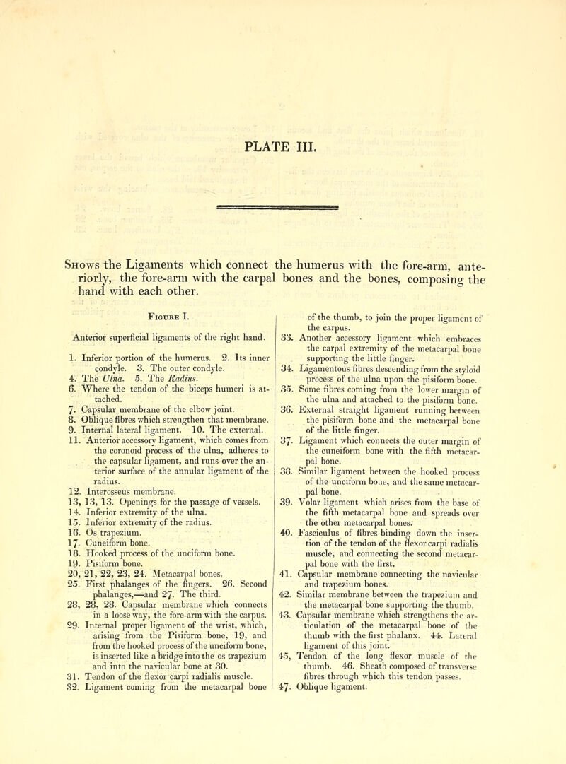 PLATE III. Shows the Ligaments which connect the humerus with the fore-arm, ante- riorly, the fore-arm with the carpal bones and the bones, composing the hand with each other. FlGTJBE I. Anterior superficial ligaments of the right hand. I. Inferior portion of the humerus. 2. Its inner condyle. 3. The outer condyle. 4. The Ulna. 5. The Radius. 6. Where the tendon of the biceps humeri is at- tached. 7- Capsular membrane of the elbow joint. 8. Oblique fibres which strengthen that membrane. 9. Internal lateral ligament. 10. The external. II. Anterior accessory ligament, which comes from the coronoid process of the ulna, adheres to the capsular ligament, and runs over the an- terior surface of the annular ligament of the radius. 12. Interosseus membrane. 13. 13, 13. Openings for the passage of vessels. 14. Inferior extremity of the ulna. 15. Inferior extremity of the radius. 16. Os trapezium. 17. Cuneiform bone. 18. Hooked process of the unciform bone. 19. Pisiform bone. 20. 21, 22, 23, 24. Metacarpal bones. 25. First phalanges of the fingers. 26. Second phalanges,—and 27- The third. 28, 28, 28. Capsular membrane which connects in a loose way, the fore-arm with the carpus. 29- Internal proper ligament of the wrist, which, arising from the Pisiform bone, 19, and from the hooked process of the unciform bone, is inserted like a bridge into the os trapezium and into the navicular bone at 30. 31. Tendon of the flexor carpi radialis muscle. 32. Ligament coming from the metacarpal bone 34. 35. of the thumb, to join the proper ligament of the carpus. 33. Another accessory ligament which embraces the carpal extremity of the metacarpal bone supporting the little finger. Ligamentous fibres descending from the styloid process of the ulna upon the pisiform bone. Some fibres coming from the lower margin of the ulna and attached to the pisiform bone. 36. External straight ligament running between the pisiform bone and the metacarpal bone of the little finger. 37- Ligament which connects the outer margin of the cuneiform bone with the fifth metacar- pal bone. 38. Similar ligament between the hooked process of the unciform bone, and the same metacar- pal bone. Volar ligament which arises from the base of the fifth metacarpal bone and spreads over the other metacarpal bones. Fasciculus of fibres binding down the inser- tion of the tendon of the flexor carpi radialis muscle, and connecting the second metacar- pal bone with the first. Capsular membrane connecting the navicular and trapezium bones. 42. Similar membrane between the trapezium and the metacarpal bone supporting the thumb. 43. Capsular membrane which strengthens the ar- ticulation of the metacarpal bone of the thumb with the first phalanx. 44. Lateral ligament of this joint. 45, Tendon of the long flexor muscle of the thumb. 46. Sheath composed of transverse fibres through which this tendon passes. 47. Oblique ligament. 39 40. 41