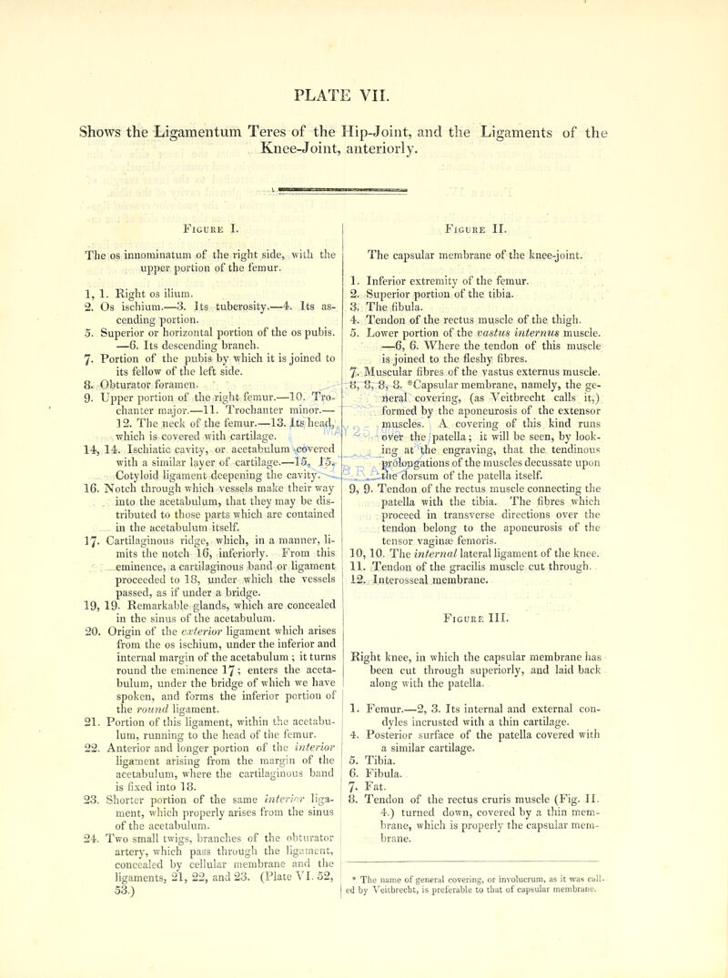 PLATE VII. Shows the Ligamentum Teres of the Hip-Joint, and the Ligaments of the Knee-Joint, anteriorly. Figure I. The os innominatum of the right side, with the upper portion of the femur. 1, 2. 5. -4. Its as- 17- 1. Right os ilium. Os ischium.—3. Its tuberosity.' cending portion. Superior or horizontal portion of the os pubis. —6. Its descending branch. 7. Portion of the pubis by which it is joined to its fellow of the left side. 8. -Obturator foramen. 9- Upper portion of the right femur.—10. Tro- chanter major.—11. Trochanter minor.— 12. The neck of the femur.—13. Its he, which is covered with cartilage. 14, 14. Ischiatic cavity, or acetabulum vcovered with a similar layer of cartilage.—15, 15.. Cotyloid ligament deepening the cavity.--, 16. Notch through which vessels make their way . . into the acetabulum, that they may be dis- tributed to those parts which are contained in the acetabulum itself. Cartilaginous ridge, which, in a manner, li- mits the notch 16, inferiorly. From this eminence, a cartilaginous band or ligament proceeded to 18, under which the vessels passed, as if under a bridge. 19, 19- Remarkable glands, which are concealed in the sinus of the acetabulum. Origin of the exterior ligament which arises from the os ischium, under the inferior and internal margin of the acetabulum ; it turns round the eminence 17 j enters the aceta- bulum, under the bridge of which we have spoken, and forms the inferior portion of the round ligament. Portion of this ligament, within the acetabu- lum, running to the head of the femur. Anterior and longer portion of the interior ligament arising from the margin of the acetabulum, where the cartilaginous band is fixed into 18. Shorter portion of the same interinr liga- ment, which properly arises from the sinus of the acetabulum. Two small twigs, branches of the obturator artery, which pass through the ligament, concealed by cellular membrane and the ligaments, 21, 22, and 23. (Plate VI. 52, 53.) 20. Figure II. The capsular membrane of the knee-joint. 1. Inferior extremity of the femur. 2. Superior portion of the tibia. 3. The fibula. 4. Tendon of the rectus muscle of the thigh. 5. Lower portion of the vastus internus muscle. —6, 6. Where the tendon of this muscle is joined to the fleshy fibres. 7- Muscular fibres of the vastus externus muscle. 8, 8, 8, 8. *Capsular membrane, namely, the ge- neral covering, (as Veitbrecht calls it,) formed by the aponeurosis of the extensor muscles. A covering of this kind runs over the patella; it will be seen, by look- ing at the engraving, that the tendinous prolongations of the muscles decussate upon -the dorsum of the patella itself. Tendon of the rectus muscle connecting the patella with the tibia. The fibres which proceed in transverse directions over the tendon belong to the aponeurosis of the tensor vaginas femoris. 10,10. The internal lateral ligament of the knee. 11. Tendon of the gracilis muscle cut through. 12. Interosseal membrane. Figure III. Right knee, in which the capsular membrane has been cut through superiorly, and laid back along with the patella. 9,9- 21 22 23. 24. 1. Femur.—2, 3. Its internal and external con- dyles incrusted with a thin cartilage. Posterior surface of the patella covered with a similar cartilage. Tibia. Fibula. Fat. Tendon of the rectus cruris muscle (Fig. II. 4.) turned down, covered by a thin mem- brane, which is properly the capsular mem- brane. * The name of general covering, or involuerum, as it was call- ed by Veitbrecht, is preferable to that of capsular membrane.