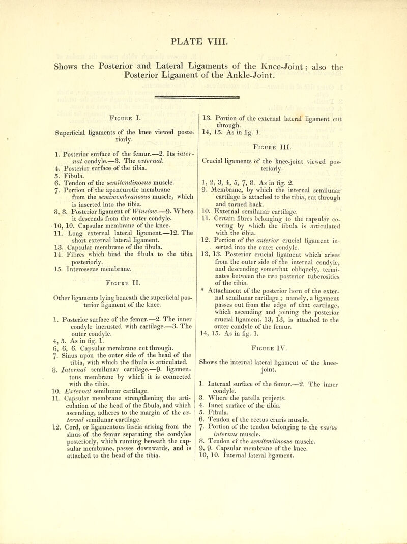 Shows the Posterior and Lateral Ligaments of the Knee-Joint; also the Posterior Ligament of the Ankle-Joint. Figure I. Superficial ligaments of the knee viewed poste- riorly. I. Posterior surface of the femur.—2. Its inter- nal condyle.—3. The external. 4. Posterior surface of the tibia. 5. Fibula. 6. Tendon of the semitendinosus muscle. 7- Portion of the aponeurotic membrane from the semimembranosus muscle, which is inserted into the tibia. 8, 8. Posterior ligament of Winsloiv.—9- Where it descends from the outer condyle. 10, 10. Capsular membrane of the knee. II. Long external lateral ligament.—12. The short external lateral ligament. 13. Capsular membrane of the fibula. 14. Fibres which bind the fibula to the tibia posteriorly. 15. Interosseus membrane. Figure II. Other ligaments lying beneath the superficial pos- terior ligament of the knee. 1. Posterior surface of the femur.—2. The inner condyle incrusted with cartilage.—3. The outer condyle. 4, 5. As in fig. 1. 6, 6, 6. Capsular membrane cut through. 7- Sinus upon the outer side of the head of the tibia, with which the fibula is articulated. 8. Internal semilunar cartilage.—9- ligamen- tous membrane by which it is connected with the tibia. External semilunar cartilage. Capsular membrane strengthening the arti- j culation of the head of the fibula, and which ascending, adheres to the margin of the ex- ternal semilunar cartilage. Cord, or ligamentous fascia arising from the sinus of the femur separating the condyles posteriorly, which running beneath the cap- sular membrane, passes downwards, and is attached to the head of the tibia. 10. 11. 12 13. Portion of the external lateral ligament cut through. 14, 15. As in fig. 1. Figure III. Crucial ligaments of the knee-joint viewed pos- teriorly. I, 2, 3, 4, 5, 7, 8. As in fig. 2. 9- Membrane, by which the internal semilunar cartilage is attached to the tibia, cut through and turned back. 10. External semilunar cartilage. II. Certain fibres belonging to the capsular co- vering by which the fibula is articulated with the tibia. 12, Portion of the anterior crucial ligament in- serted into the outer condyle. 13, 13. Posterior crucial ligament which arises from the outer side of the internal condyle, and descending somewhat obliquely, termi- nates between the two posterior tuberosities of the tibia. * Attachment of the posterior horn of the exter- nal semilunar cartilage ; namely, a ligament passes out from the edge of that cartilage, which ascending and joining the posterior crucial ligament, 13, 13, is attached to the outer condyle of the femur. 14, 15. As in fig. 1. Figure IV. Shows the internal lateral ligament of the knee- joint. The inner Internal surface of the femur.—2 condyle. Where the patella projects. Inner surface of the tibia. Fibula. Tendon of the rectus cruris muscle. Portion of the tendon belonging to the vastus 4. 5. 6. 7- internus muscle. 8, Tendon of the semitendinosus muscle. 9, 9- Capsular membrane of the knee. 10, 10. Internal lateral ligament.