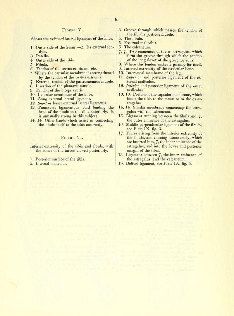 2 Figure V. Shows the external lateral ligament of the knee. I. Outer side of the femur.—2. Its external con- dyle. 3. Patella. 4. Outer side of the tibia. 5. Fibula. 6. Tendon of the rectus cruris muscle. * Where the capsular membrane is strengthened by the tendon of the vastus externus. 7- External tendon of the gastrocnemius muscle. 8. Insertion of the plantaris muscle. 9. Tendon of the biceps cruris. 10. Capsular membrane of the knee, II. Long external lateral ligament. 12. Short or lesser external lateral ligaments. 13. Transverse ligamentous cord binding the head of the fibula to the tibia anteriorly. It is unusually strong in this subject. 14. 14. Other bands which assist in connecting the fibula itself to the tibia anteriorly. Figuke VI. Inferior extremity of the tibia and fibula, with the bones of the tarsus viewed posteriorly. 1. Posterior surface of the tibia. 3. Groove through which passes the tendon of the tibialis posticus muscle. 4. The fibula. 5. External malleolus. 6. The calcaneum. 7. 7- Two eminences of the os astragalus, which form the groove through which the tendon of the long flexor of the great toe runs. 8. Where this tendon makes a passage for itself. 9- Internal extremity of the navicular bone. 10. Interosseal membrane of the leg. 11. Superior and posterior ligament of the ex- ternal malleolus. 12. Inferior and posterior ligament of the outer malleolus. 13. 13. Portion of the capsular membrane, which binds the tibia to the tarsus or to the os as- tragalus. 14. 14. Similar membrane connecting the astra- galus with the calcaneum. 15. Ligament running between the fibula and, 7» the outer eminence of the astragalus. 16. Middle perpendicular ligament of the fibula, see Plate IX. fig. 3. 17. Fibres arising from the inferior extremity of the fibula, and running transversely, which are inserted into, 7> the inner eminence of the astragalus, and into the lower and posterior margin of the tibia. 18. Ligament between *], the inner eminence of the astragalus, and the calcaneum.