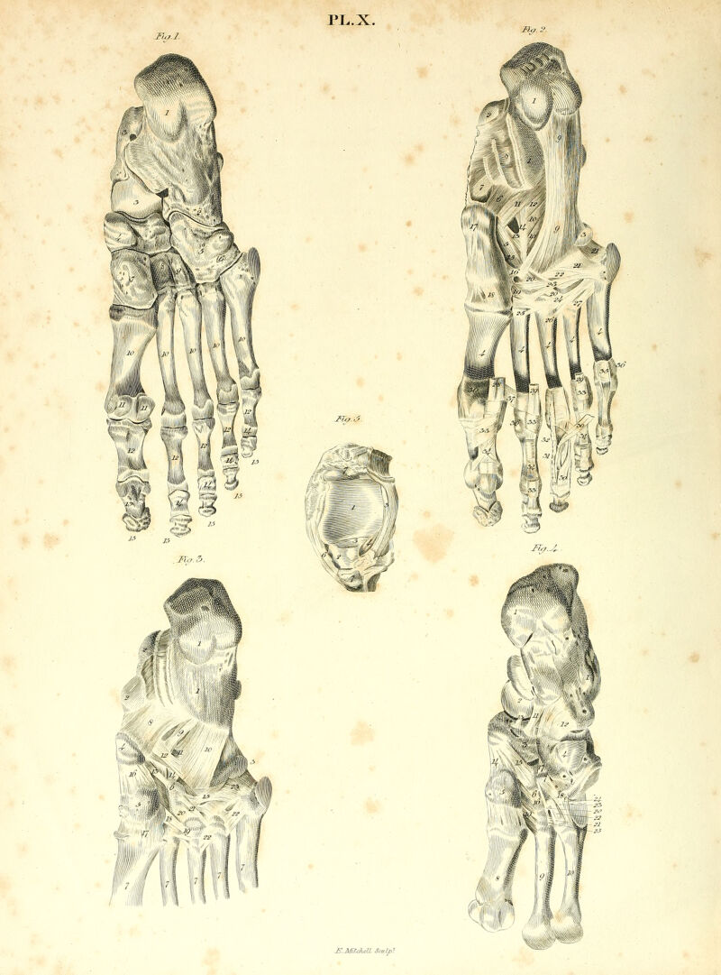 Fia.2. Mff.2. Mo.5. fla.3 i j .-/' m?.u>. E.AfiMull Sculpt