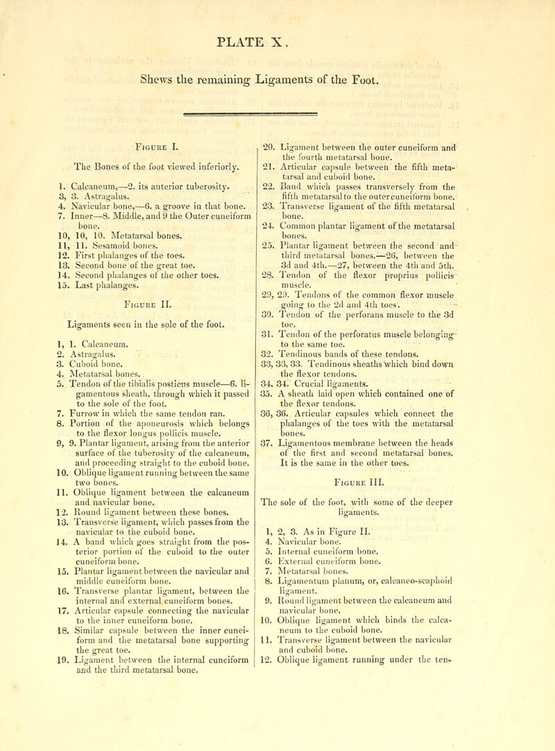 Shews the remaining Ligaments of the Foot. Figure I. The Bones of the foot viewed inferiorly. I. Caleaneum,—2. its anterior tuberosity. 3, 3. Astragalus. 4. Navicular bone,—6. a groove in that bone. 7. Inner—-8. Middle, and 9 the Outer cuneiform bone. 10, 10, 10. Metatarsal bones. II, 11. Sesamoid bones. 12. First phalanges of the toes. 13. Second bone of the great toe. 14. Second phalanges of the other toes. 15. Last phalanges. Figure II. Ligaments seen in the sole of the foot. 1. 1. Caleaneum. 2. Astragalus. 3. Cuboid bone. 4. Metatarsal bones.. 5. Tendon of the tibialis posticus muscle—6. li- gamentous sheath, through which it passed to the sole of the foot. 7. Furrow in which the same tendon ran. 8. Portion of the aponeurosis which belongs to the flexor longus pollicis muscle. 9. 9. Plantar ligament, arising from the anterior surface of the tuberosity of the caleaneum, and proceeding straight to the cuboid bone. 10. Oblique ligament running between the same two bones. 11. Oblique ligament between the caleaneum and navicular bone. 12. Round ligament between these bones. 13. Transverse ligament, which passes from the navicular to the cuboid bone. 14. A band which goes straight from the pos- terior portion of the cuboid to the outer cuneiform bone. 15. Plantar ligament between the navicular and middle cuneiform bone. 16. Transverse plantar ligament, between the internal and external, cuneiform bones. 17. Articular capsule connecting the navicular to the inner cuneiform bone. 18. Similar capsule between the inner cunei- form and the metatarsal bone supporting the great toe. 19. Ligament between the internal cuneiform and the third metatarsal bone. 20. Ligament between the outer cuneiform and the fourth metatarsal bone. 21. Articular capsule between the fifth meta- tarsal and cuboid bone. 22. Band which passes transversely from the fifth metatarsal to the outercuneiform bone. 23. Transverse ligament of the fifth metatarsal bone. 24. Common plantar ligament of the metatarsal bones. 25. Plantar ligament between the second and third metatarsal bones.—26, between the 3d and 4th.—27, between the 4th and 5th. 28. Tendon of the flexor proprius pollicis muscle. 29. 23. Tendons of the common flexor muscle going to the 2d and 4th toes. 30. Tendon of the perforans muscle to the 3d toe. 31. Tendon of the perforatus muscle belonging to the same toe. 32. Tendinous bands of these tendons. 33,33,33. Tendinous sheaths which bind down the flexor tendons. 34, 34. Crucial ligaments. 35. A sheath laid open which contained one of the flexor tendons. 36, 36. Articular capsules which connect the phalanges of the toes with the metatarsal bones. 37. Ligamentous membrane between the heads of the first and second metatarsal bones. It is the same in the other toes. Figure III. The sole of the foot, with some of the deeper ligaments. 1, 2, 3. As in Figure II. 4. Navicular bone. 5. Internal cuneiform bone. 6. External cuneiform bone. 7. Metatarsal bones. 8. Ligamentum planum, or, calcaneo-scaphoid ligament. 9. Round ligament between the caleaneum and navicular bone. 10. Oblique ligament which binds the calca~ neum to the cuboid bone. 11. Transverse liyament between the navicular and cuboid bone. 12. Oblique ligament running under the ten-