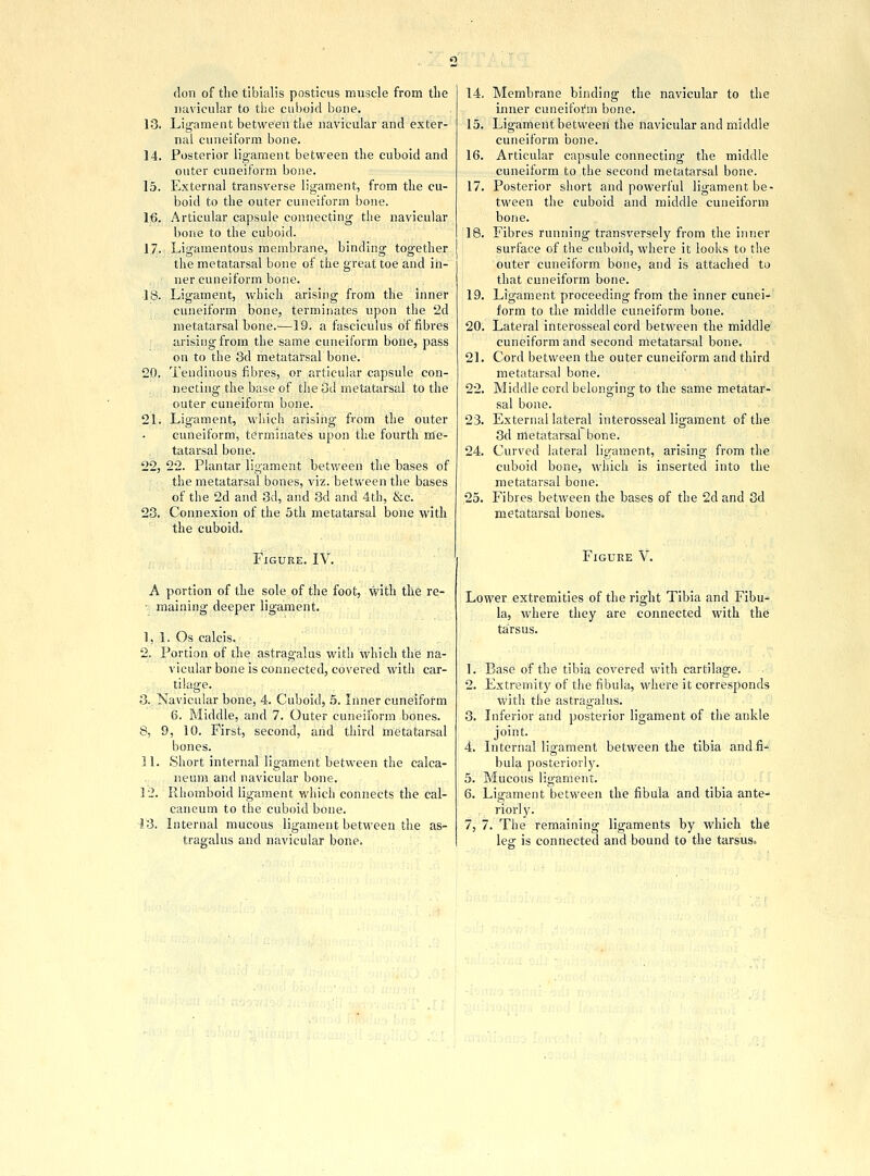don of the tibialis posticus muscle from the navicular to the cuboid bone. 13. Ligament between the navicular and exter- nal cuneiform bone. 14. Posterior ligament between the cuboid and outer cuneiform bone. 15. External transverse ligament, from the cu- boid to the outer cuneiform bone. 16. Articular capsule connecting the navicular bone to the cuboid. 17. Ligamentous membrane, binding together the metatarsal bone of the great toe and in- ner cuneiform bone. 18. Ligament, which arising from the inner cuneiform bone, terminates upon the 2d metatarsal bone.-—19. a fasciculus of fibres arising from the same cuneiform bone, pass on to the 3d metatarsal bone. 20. Tendinous fibres, or articular capsule con- necting the base of the 3d metatarsal to the outer cuneiform bone. 21. Ligament, which arising from the outer cuneiform, terminates upon the fourth me- tatarsal bone. 22. 22. Plantar ligament between the bases of the metatarsal bones, viz. between the bases of the 2d and 3d, and 3d and 4th, &c. 23. Connexion of the 5th metatarsal bone with the cuboid. FlCxURE. IV. A portion of the sole of the foot, with the re- • maining deeper ligament. I, 1. Os calcis. 2. Portion of the astragalus with which the na- vicular bone is connected, covered with car- tilage. 3. Navicular bone, 4. Cuboid, 5. Inner cuneiform 6. Middle, and 7. Outer cuneiform bones. 8, 9, 10. First, second, arid third metatarsal bones. II. Short internal ligament between the calca- neum and navicular bone. 12. Rhomboid ligament which connects the cal- caneum to the cuboid bone. 13. Internal mucous ligament between the as- tragalus and navicular bone. 14. Membrane binding the navicular to the inner cuneiform bone. 15. Ligament betweeii the navicular and middle cuneiform bone. 16. Articular capsule connecting the middle cuneiform to the second metatarsal bone. 17. Posterior short and powerful ligament be- tween the cuboid and middle cuneiform bone. 18. Fibres running transversely from the inner surface of the cuboid, where it looks to the outer cuneiform bone, and is attached to that cuneiform bone. 19. Ligament proceeding from the inner cunei- form to the middle cuneiform bone. 20. Lateral interossealcord between the middle cuneiform and second metatarsal bone. 21. Cord between the outer cuneiform and third metatarsal bone. 22. Middle cord belonging to the same metatar- sal bone. 23. External lateral interosseal ligament of the 3d metatarsal bone. 24. Curved lateral ligament, arising from the cuboid bone, which is inserted into the metatarsal bone. 25. Fibres between the bases of the 2d and 3d metatarsal bones. Figure V. Lower extremities of the right Tibia and Fibu- la, where tarsus. they are connected with the 1. Base of the tibia covered with cartilage. 2. Extremity of the fibula, where it corresponds ■with the astragalus. 3. Inferior and posterior ligament of the ankle joint. 4. Internal ligament between the tibia and fi- bula posteriorly. 5. Mucous ligament. 6. Ligament between the fibula and tibia ante- riorly. 7. 7. The remaining ligaments by which the leg is connected and bound to the tarsus.