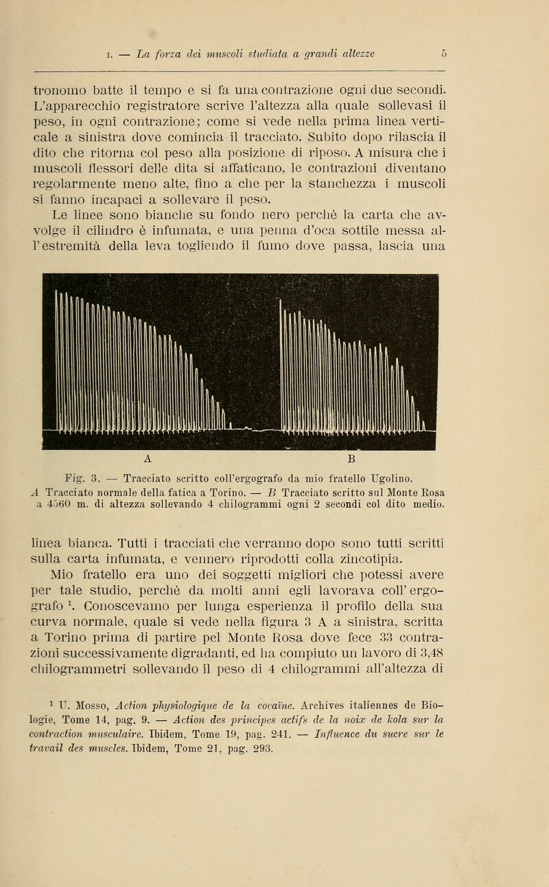 tronomo batte il tempo e si fa una contrazione ogni due secondi. L'apparecchio registratore scrive l'altezza alla quale sollevasi il peso, in ogni contrazione; come si vede nella prima linea verti- cale a sinistra dove comincia il tracciato. Subito dopo rilascia il dito che ritorna col peso alla posizione di riposo. A misura che i muscoli flessori delle dita si affaticano, le contrazioni diventano regolarmente meno alte, fino a che per la stanchezza i muscoli si fanno incapaci a sollevare il peso. Le linee sono bianche su fondo nero perchè la carta che av- volge il cilindro è infumata, e una penna d'oca sottile messa al- l'estremità della leva togliendo il fumo dove passa, lascia una Fig. 3. — Tracciato scritto coll'ergografo da mio fratello Ugolino. A Tracciato normale della fatica a Torino. — B Tracciato scritto sul Monte Rosa a 4560 m. di altezza sollevando 4 chilogrammi ogni 2 secondi col dito medio. linea bianca. Tutti i tracciati che verranno dopo sono tutti scritti sulla carta infumata, e vennero riprodotti colla zincotlpia. Mio fratello era uno dei soggetti migliori che potessi avere per tale studio, perchè da molti anni egli lavorava coli' ergo- grafo \ Conoscevamo per lunga esperienza il profilo della sua curva normale, quale si vede nella figura 3 A a sinistra, scritta a Torino prima di partire pel Monte Rosa dove fece 33 contra- zioni successivamente digradanti, ed ha compiuto un lavoro di 3,48 chilogrammetri sollevando il peso di 4 chilogrammi all'altezza di 1 IT. Mosso, Action physiologique de la cocaine. Archives italiennes de Bio- logie, Tome 14, pag. 9. — Action des principes actifs de la noix de kola sur la contraction musculaire. Ibidem, Tome 19, pag. 241. — Influence du sucre sur le travail des muscles. Ibidem, Tome 21, pag. 293.