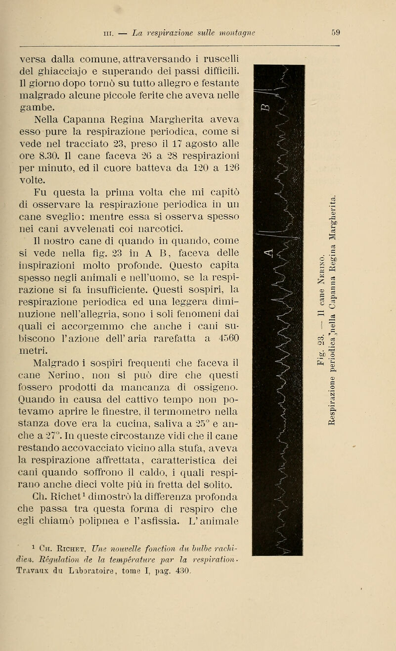 versa dalla comune, attraversando i ruscelli del ghiacciajo e superando dei passi difficili. Il giorno dopo tornò su tutto allegro e festante malgrado alcune piccole ferite che aveva nelle gambe. Nella Capanna Regina Margherita aveva esso pure la respirazione periodica, come si vede nel tracciato 23, preso il 17 agosto alle ore 8.30. Il cane faceva 26 a 28 respirazioni per minuto, ed il cuore batteva da 120 a 126 volte. Fu questa la prima volta che mi capitò di osservare la respirazione periodica in un cane sveglio: mentre essa si osserva spesso nei cani avvelenati coi narcotici. Il nostro cane di quando in quando, come si vede nella fìg. 23 in A B, faceva delle inspirazioni molto profonde. Questo capita spesso negli animali e nell'uomo, se la respi- razione si fa insufficiente. Questi sospiri, la respirazione periodica ed una leggera dimi- nuzione nell'allegria, sono i soli fenomeni dai quali ci accorgemmo che anche i cani su- biscono l'azione dell'aria rarefatta a 4560 metri. Malgrado i sospiri frequenti che faceva il cane Nerino, non si può dire che questi fossero prodotti da mancanza di ossigeno. Quando in causa del cattivo tempo non po- tevamo aprire le finestre, il termometro nella stanza dove era la cucina, saliva a 25° e an- che a 27°. In queste circostanze vidi che il cane restando accovacciato vicino alla stufa, aveva la respirazione affrettata, caratteristica dei cani quando soffrono il caldo, i quali respi- rano anche-dieci volte più in fretta del solito. Gli. Richet1 dimostrò la differenza profonda che passa tra questa forma di respiro che egli chiamò polipnea e l'asfissia. L'animale £ « o 3 1 Ch. Richet. Une nouvelle fonction clu bìilbe rachi- dien. Régulation de la temperature par la respiration- Travaux da Laboratoire, tome I, pag. 430.