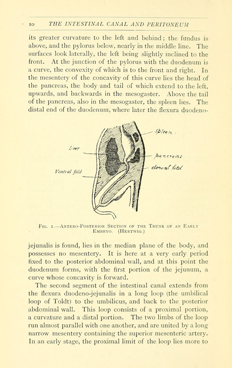 its greater curvature to the left and behind; the fundus is above, and the pylorus below, nearly in the middle line. The surfaces look laterally, the left being slightly inclined to the front. At the junction of the pylorus with the duodenum is a curve, the convexity of which is to the front and right. In the mesentery of the concavity of this curve lies the head of the pancreas, the body and tail of which extend to the left, upwards, and backwards in the mesogaster. Above the tail of the pancreas, also in the mesogaster, the spleen lies. The distal end of the duodenum, where later the ilexura duodeno- /'fer Ventral fold Fig. I.—Antero-Posterior Section of the Trunk of an Early Embryo. (Hertwig.) jejunalis is found, lies in the median plane of the bod}^ and possesses no mesentery. It is here at a very early period fixed to the posterior abdominal wall, and at this point the duodenum forms, with the first portion of the jejunum, a curve whose concavity is forward. The second segment of the intestinal canal extends from the flexura duodeno-jejunalis in a long loop (the umbilical loop of Toldt) to the umbilicus, and back to the posterior abdominal wall. This loop consists of a proximal portion, a curvature and a distal portion. The two limbs of the loop run almost parallel with one another, and are united by a long narrow mesentery containing the superior mesenteric artery. In an early stage, the proximal limit of the loop lies more to