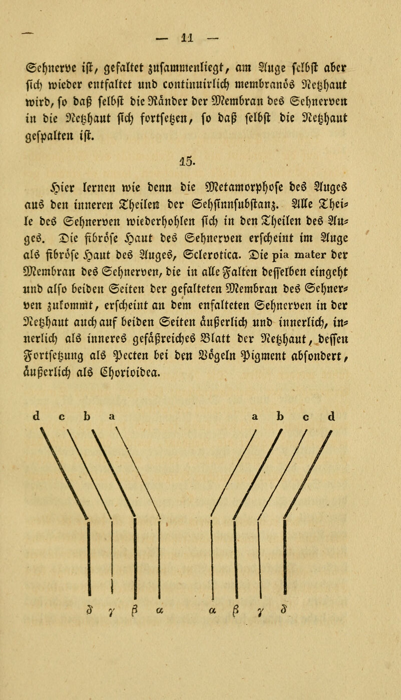 (Bcfyxcwt ifi, gcfaltct snfautmenltcgt, am 2hta,e fd&jt a&er ftrf) nneber entfaftet unb contumirltc^ membranes 3te^aut tt)trb, fo bag felfrft bte 9?dnber ber SDiembran bc£ Sefynemn tit bie 9iefsfjant ftcfy fortfegen, fo bag felbfl bte Sftegfjant gefpaften t(l. 15. £ter lernen nne bemt btc 9D?etamorpfjofe beS 2hta,e$ an$ ben tnneren Ztyikn ber ©e()(Tnnfu6(lanj. OTe ZtyU k bc$ (5el)nert>en rctebedjoljlen fid) in ben £fyetten be$ 2(n* geg. £>te ftbrofe £ant beS ©efynert)en erfcfyetnt fm 5Inge ate ft&rofe £ant be$ 2ht<}eS, Sclerotica. £te pia mater ber SRembran be$ Seljnertten, btc ttt atfe fatten befletben etngeljt itnb alfo betben ©etten ber gefalteten 9!#embran beg ©efyner* »en snfomntt, erfcfyetnr an bcm enfalteten ©efynerfcen in ber ■Recant and) anf betben Settcn duferlid) nnb tnnerltdj, in* iterltci) ate tnnereS gefdgretcfyeS £3(att ber 9?e£l)ant, befieu gortfe^nna, ate ^)ecten bet tm &6geln lament abfonberf, dugerltcfy ate @fyortctbea.