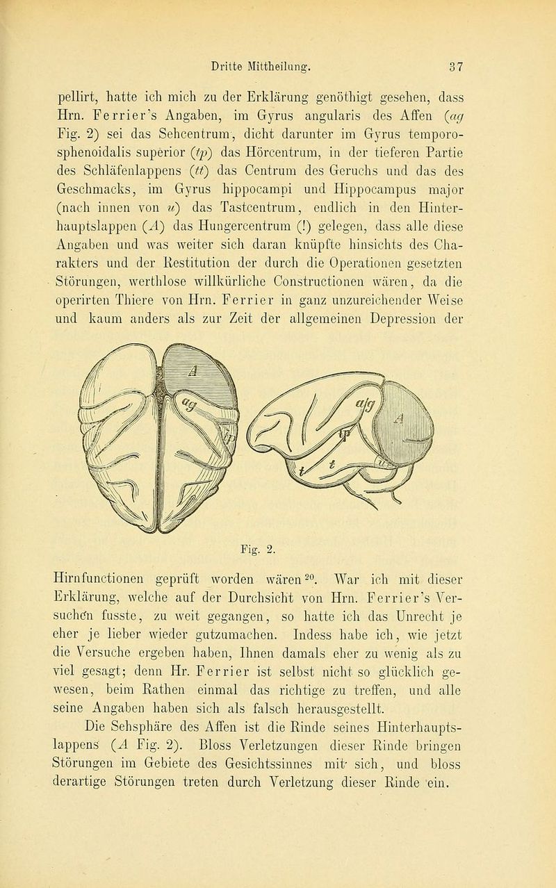pellirt, hatte ich mich zu der Erklärung genöthigt gesehen, dass Hrn. Perrier's Angaben, im Gyrus angularis des Affen (cig Fig. 2) sei das Sehcentrum, dicht darunter im Gyrus temporo- sphenoidalis superior (tp) das Hörcentrum, in der tieferen Partie des Schläfenlappens (tt) das Centrum des Geruchs und das des Geschmacks, im Gyrus hippocampi und Hippocampus major (nach innen von it) das Tastcentrum, endlich in den Hinter- hauptslappen (J.) das Hungercentrum (!) gelegen, dass alle diese Angaben und was weiter sich daran knüpfte hinsichts des Cha- rakters und der Restitution der durch die Operationen gesetzten Störungen, werthlose willkürliche Constructionen wären, da die operirten Thiere von Hrn. Ferrier in ganz unzureichender Weise und kaum anders als zur Zeit der allgemeinen Depression der Fig. 2. Hirnfunctionen geprüft worden wären ^o. War ich mit dieser Erklärung, welche auf der Durchsicht von Hrn. Ferrier's Ver- suchern fusste, zu weit gegangen, so hatte ich das Unrecht je eher je lieher wieder gutzumachen. Indess habe ich, wie jetzt die Versuche ergeben haben, Ihnen damals eher zu wenig als zu viel gesagt; denn Hr. Ferrier ist selbst nicht so glücklich ge- wesen, beim Rathen einmal das richtige zu treffen, und alle seine Angaben haben sich als falsch herausgestellt. Die Sehsphäre des Affen ist die Rinde seines Hinterhaupts- lappens (^ Fig. 2). Bloss Verletzungen dieser Rinde bringen Störungen im Gebiete des Gesichtssinnes mit- sich, und bloss derartige Störungen treten durch Verletzung dieser Rinde ein.