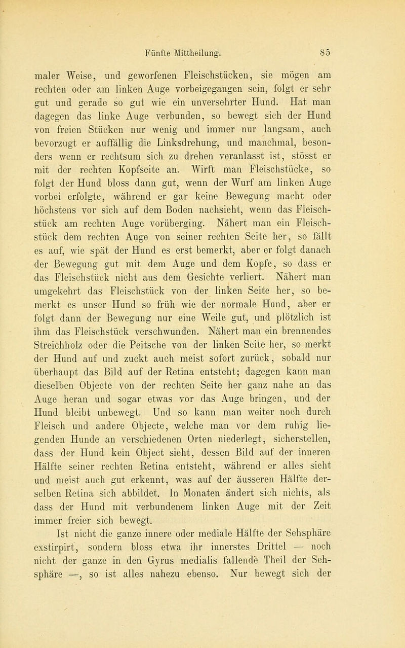 maier Weise, und geworfenen Fleischstücken, sie mögen am rechten oder am linken Auge vorbeigegangen sein, folgt er sehr gut und gerade so gut wie ein unversehrter Hund. Hat man dagegen das linke Auge verbunden, so bewegt sich der Hund von freien Stücken nur wenig und immer nur langsam, auch bevorzugt er auffällig die Linksdrehung, und manchmal, beson- ders wenn er rechtsum sich zu drehen veranlasst ist, stösst er mit der rechten Kopfseite an. Wirft man Fleischstücke, so folgt der Hund bloss dann gut, wenn der Wurf am linken Auge vorbei erfolgte, während er gar keine Bewegung macht oder höchstens vor sich auf dem Boden nachsieht, wenn das Fleisch- stück am rechten Auge vorüberging. Nähert man ein Fleisch- stück dem rechten Auge von seiner rechten Seite her, so fällt es auf, wie spät der Hund es erst bemerkt, aber er folgt danach der Bewegung gut mit dem Auge und dem Kopfe, so dass er das Fleischstück nicht aus dem Gesichte verliert. Nähert man umgekehrt das Fleischstück von der linken Seite her, so be- merkt es unser Hund so früh wie der normale Hund, aber er folgt dann der Bewegung nur eine Weile gut, und plötzlich ist ihm das Fleischstück verschwunden. Nähert man ein brennendes Streichholz oder die Peitsche von der linken Seite her, so merkt der Hund auf und zuckt auch meist sofort zurück, sobald nur überhaupt das Bild auf der Retina entsteht; dagegen kann man dieselben Objecto von der rechten Seite her ganz nahe an das Auge heran und sogar etwas vor das Auge bringen, und der Hund bleibt unbewegt. Und so kann man weiter noch durch Fleisch und andere Objecto, welche man vor dem ruhig lie- genden Hunde an verschiedenen Orten niederlegt, sicherstellen, dass der Hund kein Object sieht, dessen Bild auf der inneren Hälfte seiner rechten Retina entsteht, während er alles sieht und meist auch gut erkennt, was auf der äusseren Hälfte der- selben Retina sich abbildet. In Monaten ändert sich nichts, als dass der Hund mit verbundenem linken Auge mit der Zeit immer freier sich bewegt. Ist nicht die ganze innere oder mediale Hälfte der Sehsphäre exstirpirt, sondern bloss etwa ihr innerstes Drittel — noch nicht der ganze in den Gyrus medialis fallende Theil der Seh- sphäre —, so ist alles nahezu ebenso. Nur bewegt sich der
