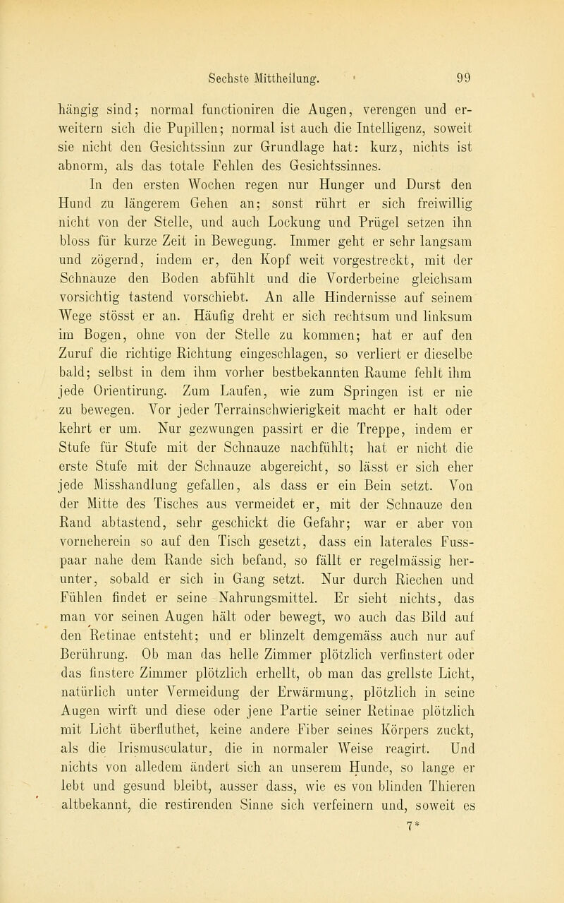 hängig sind; normal functioniren die Augen, verengen und er- weitern sich die Pupillen; normal ist auch die Intelligenz, soweit sie nicht den Gesichtssinn zur Grundlage hat: kurz, nichts ist abnorm, als das totale Fehlen des Gesichtssinnes. In den ersten Wochen regen nur Hunger und Durst den Hund zu längerem Gehen an; sonst rührt er sich freiwillig nicht von der Stelle, und auch Lockung und Prügel setzen ihn bloss für kurze Zeit in Bewegung. Immer geht er sehr langsam und zögernd, indem er, den Kopf weit vorgestreckt, mit der Schnauze den Boden ab fühlt und die Vorderbeine gleichsam vorsichtig tastend vorschiebt. An alle Hindernisse auf seinem Wege stösst er an. Häufig dreht er sich rechtsum und linksum im Bogen, ohne von der Stelle zu kommen; hat er auf den Zuruf die richtige Richtung eingeschlagen, so verliert er dieselbe bald; selbst in dem ihm vorher bestbekannten Räume fehlt ihm jede Orientirung. Zum Laufen, wie zum Springen ist er nie zu bewegen. Vor jeder Terrainschwierigkeit macht er halt oder kehrt er um. Nur gezwungen passirt er die Treppe, indem er Stufe für Stufe mit der Schnauze nachfühlt; hat er nicht die erste Stufe mit der Schnauze abgereicht, so lässt er sich eher jede Misshandlung gefallen, als dass er ein Bein setzt. Von der Mitte des Tisches aus vermeidet er, mit der Schnauze den Rand abtastend, sehr geschickt die Gefahr; war er aber von vorneherein so auf den Tisch gesetzt, dass ein laterales Fuss- paar nahe dem Rande sich befand, so fällt er regelmässig her- unter, sobald er sich in Gang setzt. Nur durch Riechen und Fühlen findet er seine Nahrungsmittel. Er sieht nichts, das man vor seinen Augen hält oder bewegt, wo auch das Bild auf den Retinae entsteht; und er blinzelt demgemäss auch nur auf Berührung. Ob man das helle Zimmer plötzlich verfinstert oder das finstere Zimmer plötzlich erhellt, ob man das grellste Licht, natürlich unter Vermeidung der Erwärmung, plötzlich in seine Augen wirft und diese oder jene Partie seiner Retinae plötzlich mit Licht überfluthet, keine andere Fiber seines Körpers zuckt, als die Irismusculatur, die in normaler Weise reagirt. Und nichts von alledem ändert sich an unserem Hunde, so lange er lebt und gesund bleibt, ausser dass, wie es von blinden Thieren altbekannt, die restirenden Sinne sich verfeinern und, soweit es 7*