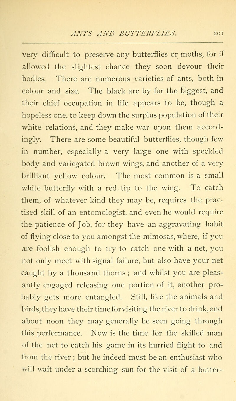 very difficult to preserve any butterflies or moths, for if allowed the slightest chance they soon devour their bodies. There are numerous varieties of ants, both in colour and size. The black are by far the biggest, and their chief occupation in life appears to be, though a hopeless one, to keep down the surplus population of their white relations, and they make war upon them accord- ingly. There are some beautiful butterflies, though few in number, especially a very large one with speckled body and variegated brown wings, and another of a very brilliant yellow colour. The most common is a small white butterfly with a red tip to the wing. To catch them, of whatever kind they may be, requires the prac- tised skill of an entomologist, and even he would require the patience of Job, for they have an aggravating habit of flying close to you amongst the mimosas, where, if you are foolish enough to try to catch one with a net, you not only meet with signal failure, but also have your net caught by a thousand thorns ; and whilst you are pleas- antly engaged releasing one portion of it, another pro- bably gets more entangled. Still, like the animals and birds, they have their time for visiting the river to drink, and about noon they may generally be seen going through this performance. Now is the time for the skilled man of the net to catch his game in its hurried flight to and from the river; but he indeed must be an enthusiast who will wait under a scorching sun for the visit of a butter-