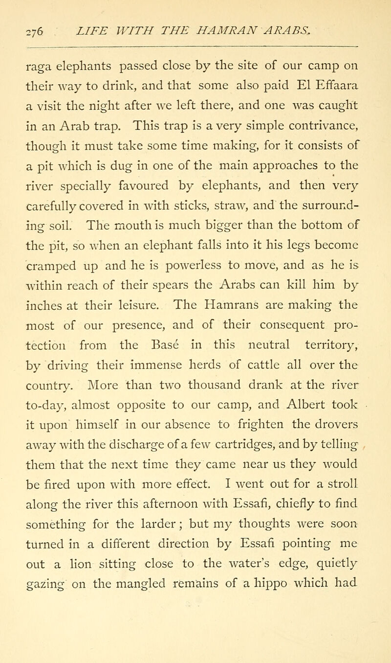 raga elephants passed close by the site of our camp on their way to drink, and that some also paid El EfTaara a visit the night after we left there, and one was caught in an Arab trap. This trap is a very simple contrivance, though it must take some time making, for it consists of a pit which is dug in one of the main approaches to the river specially favoured by elephants, and then very Carefully covered in with sticks, straw, and the surround- ing soil. The mouth is much bigger than the bottom of the pit, so when an elephant falls into it his legs become cramped up and he is powerless to move, and as he is Avithin reach of their spears the Arabs can kill him by inches at their leisure. The Hamrans are making the most of our presence, and of their consequent pro- tection from the Base in this neutral territory, by driving their immense herds of cattle all over the country. More than two thousand drank at the river to-day, almost opposite to our camp, and Albert took it upon himself in our absence to frighten the drovers away with the discharge of a few cartridges, and by telling them that the next time they came near us they would be fired upon with more effect. I went out for a stroll along the river this afternoon with Essafi, chiefly to find something for the larder; but my thoughts were soon turned in a different direction by Essafi pointing me out a lion sitting close to the water's edge, quietly gazing on the mangled remains of a hippo which had