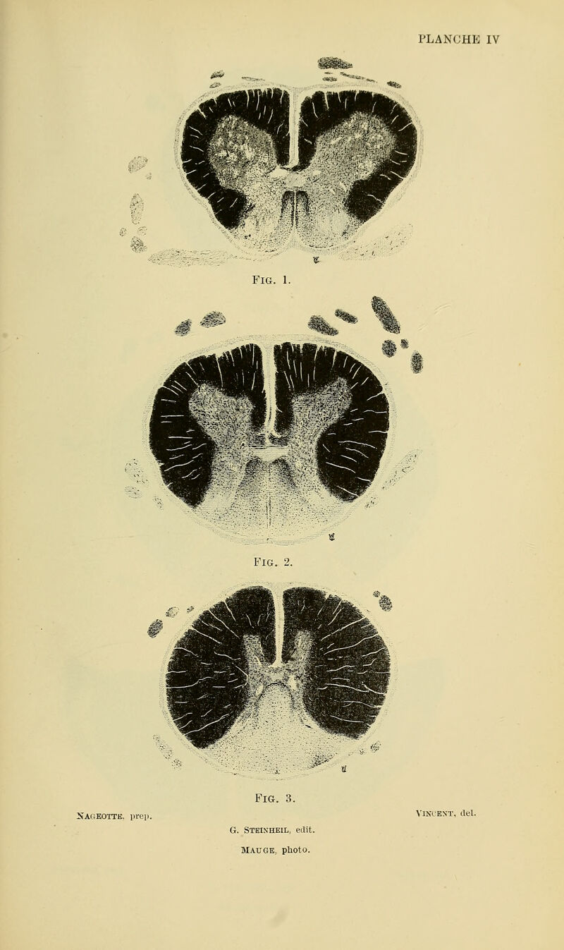 Jà FiG. 1. FlG. Sageoïtb. pi-oi). FiG. 3.