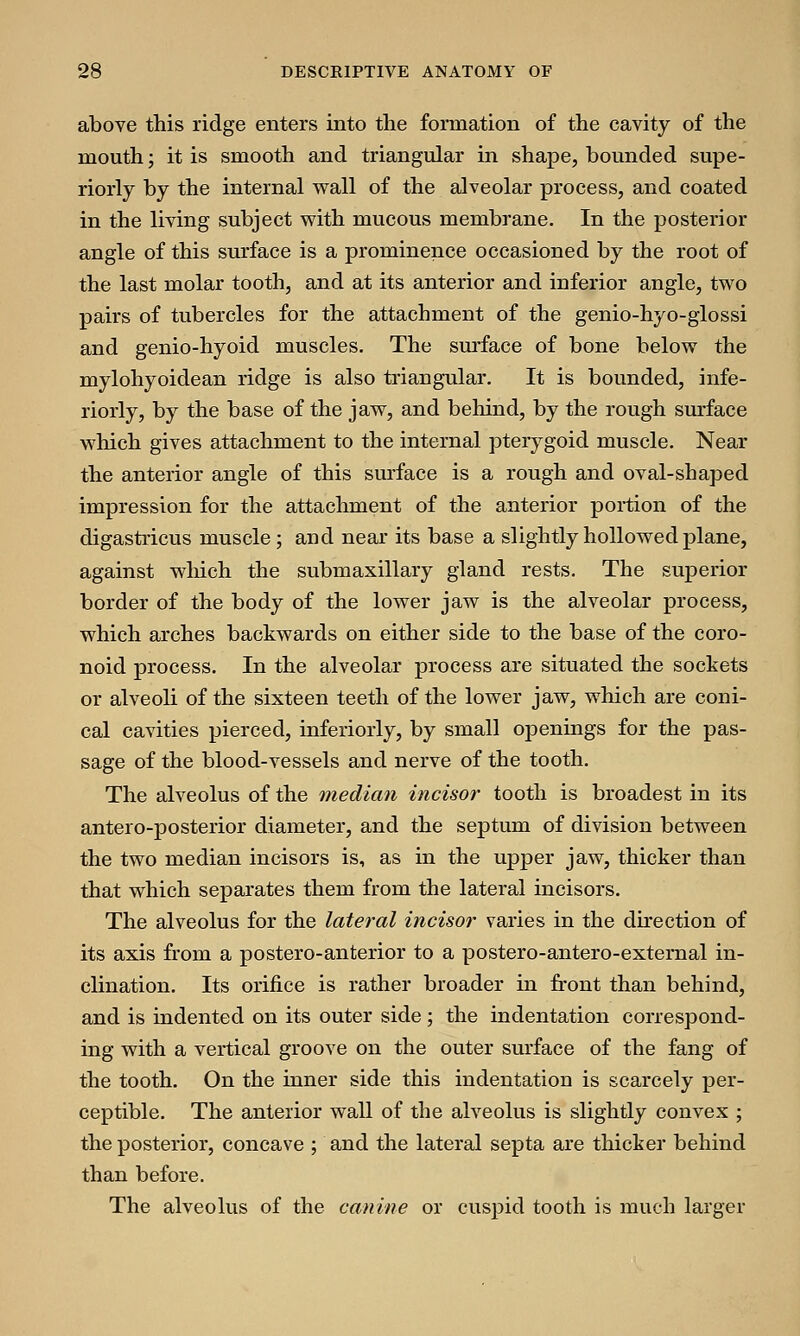 above this ridge enters into the formation of the cavity of the mouth; it is smooth and triangular in shape, bounded supe- riorly by the internal wall of the alveolar process, and coated in the living subject with mucous membrane. In the posterior angle of this surface is a prominence occasioned by the root of the last molar tooth, and at its anterior and inferior angle, two pairs of tubercles for the attachment of the genio-hyo-glossi and genio-hyoid muscles. The surface of bone below the mylohyoidean ridge is also triangular. It is bounded, infe- riorly, by the base of the jaw, and behind, by the rough surface which gives attachment to the internal pterygoid muscle. Near the anterior angle of this surface is a rough and oval-shaped impression for the attachment of the anterior portion of the digastricus muscle; and near its base a slightly hollowed plane, against which the submaxillary gland rests. The superior border of the body of the lower jaw is the alveolar process, which arches backwards on either side to the base of the coro- noid process. In the alveolar process are situated the sockets or alveoli of the sixteen teeth of the lower jaw, which are coni- cal cavities pierced, inferiorly, by small openings for the pas- sage of the blood-vessels and nerve of the tooth. The alveolus of the median incisor tooth is broadest in its antero-posterior diameter, and the septum of division between the two median incisors is, as in the upper jaw, thicker than that which separates them from the lateral incisors. The alveolus for the lateral incisor varies in the direction of its axis from a postero-anterior to a postero-antero-external in- clination. Its orifice is rather broader in front than behind, and is indented on its outer side; the indentation correspond- ing with a vertical groove on the outer surface of the fang of the tooth. On the inner side this indentation is scarcely per- ceptible. The anterior wall of the alveolus is slightly convex ; the posterior, concave ; and the lateral septa are thicker behind than before. The alveolus of the canine or cuspid tooth is much larger