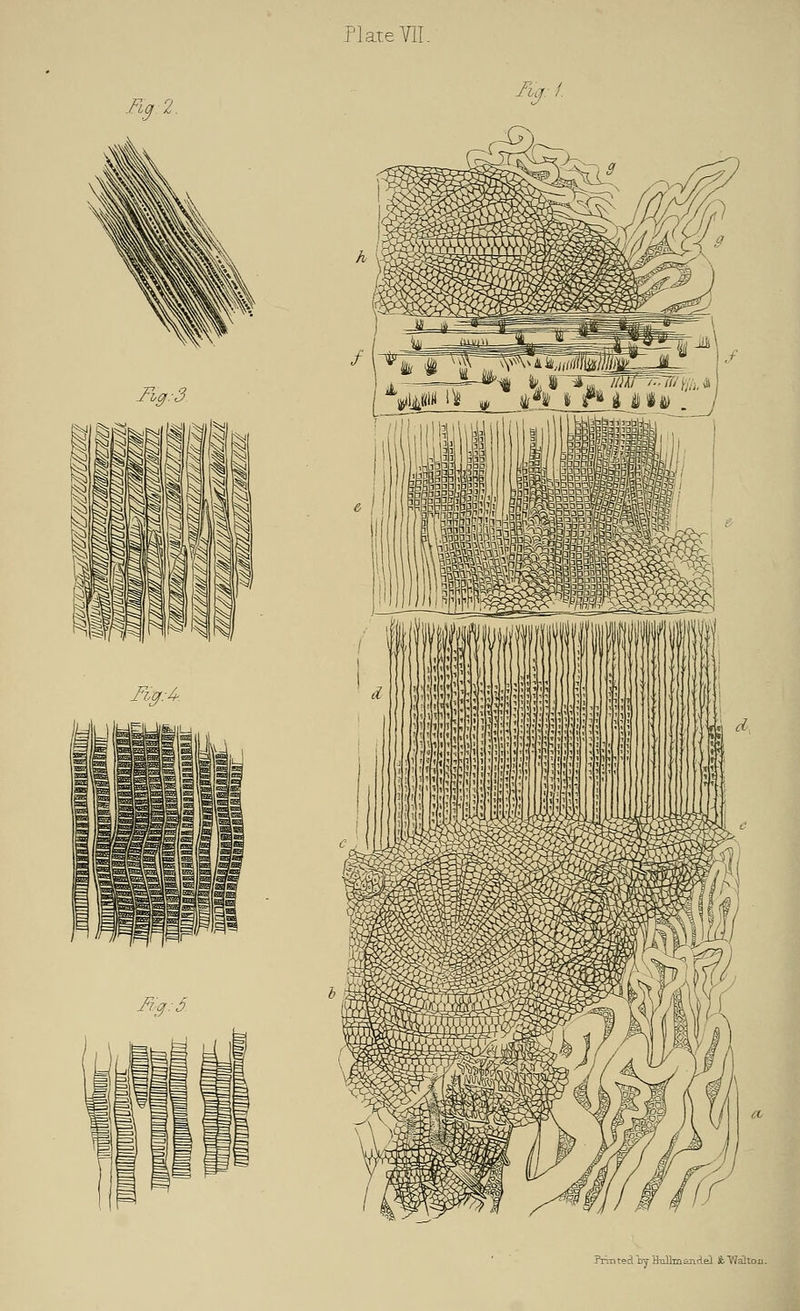 Kg: I Jig: 3 Fig.A-. Fig: 3. PrmteciljyHullmandel fcWa!toii.