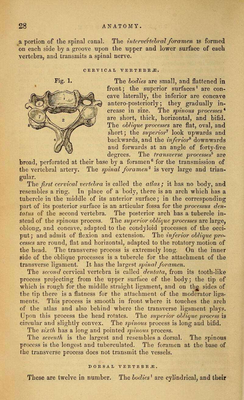 a portion of the spinal canal. The interveHebral foramen is formed on each side by a groove upon the upper and lower surface of each vertebra, and transmits a spinal nerve. CERVICAL VERTEBRA. Fig. 1. The bodies are small, and flattened in front J the superior surfaces' are con- cave laterally, the inferior are concave antero-posteriorly; they gradually in- crease in size. The spinous processes* are short, thick, horizontal, and bifid. The oblique processes are flat, oval, and short; the svperior^ look upwards and backwards, and the inferior^ downwards and forwards at an angle of forty-five degrees. The transverse processes^ are broad, perforated at their base by a foramen^ for the transmission of the vertebral artery. The spinal foramen^ is very large and trian- gular. Theirs; cervical vertebra is called the atlas; it has no body, and resembles a ring. In place of a body, there is an arch which has a tubercle in the middle of its anterior surface; in the corresponding part of its posterior surface is an articular fossa for the processus den- tatus of the second vertebra. The posterior arch has a tubercle in- stead of the spinous process. The superior oblique processes are large, oblong, and concave, adapted to the condyloid processes of the occi- put; and admit of flexion and extension, ^lae inferior oblique pro- cesses are round, flat and horizontal, adapted to the rotatory motion of the head. The transverse process is extremely long. On the inner side of the oblique processes is a tubercle for the attachment of the transverse ligament. It has the largest spinal foramen. The second cervical vertebra is called dentata, from its tooth-like process projecting from the upper surface of the body; the tip of which is rough for the middle straight ligament, and on th^ sides of the tip there is a flatness for \he attachment of the moderator liga- ments. This process is smooth in front where it touches the arch of the atlas and also behind where the transverse ligament plays. Upon this process the head rotates. The superior oblique process is circular and slightly convex. The spinous process is long and bifid. The sixth has a long and pointed spinous process. The seventh is the largest and resembles a dorsal. The spinous process is the longest and tuberculated. The foramen at the base of the transverse process does not transmit the vessels. DORSAL VERTEBRA. These are twelve in number. The bodies' are cylindrical, and their