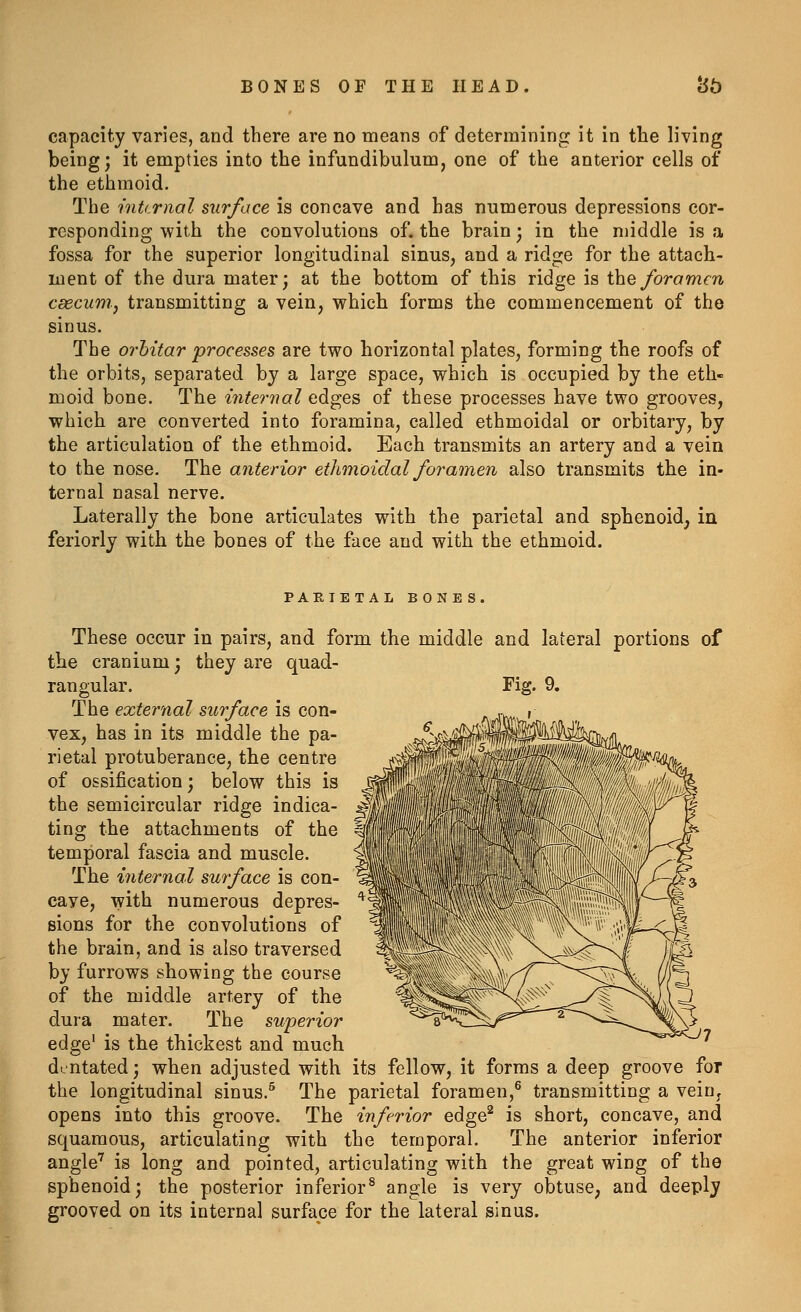 capacity varies, and there are no means of determining it in the living being; it empties into the infundibulum, one of the anterior cells of the ethmoid. The inttrnal surface is concave and has numerous depressions cor- responding with the convolutions of. the brain; in the middle is a fossa for the superior longitudinal sinus, and a ridge for the attach- ment of the dura mater; at the bottom of this ridge is the foramen csecum., transmitting a vein, which forms the commencement of the sinus. The orhitar processes are two horizontal plates, forming the roofs of the orbits, separated by a large space, which is occupied by the eth- moid bone. The i7iter7ial edges of these processes have two grooves, which are converted into foramina, called ethmoidal or orbitary, by the articulation of the ethmoid. Each transmits an artery and a vein to the nose. The anterior ethmoidal foramen also transmits the in- ternal nasal nerve. Laterally the bone articulates with the parietal and sphenoid, in feriorly with the bones of the face and with the ethmoid. PARIETAL BONES. These occur in pairs, and form the middle and lateral portions of the cranium; they are quad- rangular. The external surface is con- vex, has in its middle the pa- rietal protuberance, the centre of ossification; below this is the semicircular ridge indica- ting the attachments of the temporal fascia and muscle. The internal surface is con- cave, with numerous depres- sions for the convolutions of the brain, and is also traversed by furrows showing the course of the middle artery of the dura mater. The superior edge' is the thickest and much dtntated; when adjusted with its fellow, it forms a deep groove for the longitudinal sinus.^ The parietal foramen,^ transmitting a vein, opens into this groove. The inferior edge^ is short, concave, and squamous, articulating with the temporal. The anterior inferior angle' is long and pointed, articulating with the great wing of the sphenoid; the posterior inferior^ angle is very obtuse, and deeply grooved on its internal surface for the lateral sinus.