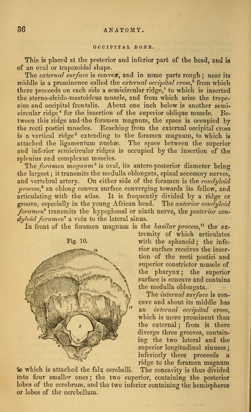 OCCIPITAL BONE, This is placed at the posterior and inferior part of the head, and Is of an oval or trapezoidal shape. The external surface is convex, and in some parts rough; near its middle is a prominence called the external occipital croi^s,^ from which there proceeds on each side a semicircular ridge,' to which is inserted the sterno-cleido-mastoideus muscle, and from which arise the trape- zius and occipital frontalis. About one inch below is another semi- circular ridge/ for the insertion of the superior oblique muscle. Be- tween this ridge and-the foramen magnum, the space is occupied by the recti postici muscles. Reaching from the external occipital cross is a vertical ridge^ extending to the foramen magnum, to which is attached the ligamentum nucbse. The space between the superior and inferior semicircular ridges is occupied by the insertion of the splenius and complexus muscles. The foramen magnum^ is oval, its antero-posterior diameter being the largest; it transmits the medulla oblongata, spinal accessory nerves, and vertebral artery. On either side of the foramen is the condyloid process,^ an oblong convex surface converging towards its fellow, and articulating with the atlas. It is frequently divided by a ridge or groove, especially in the young African head. The anterior condyloid foramen^ transmits the hypoglossal or ninth nerve, the posterior con- dyloid foramen'' a vein to the lateral sinus. In front of the foramen magnum is the basilar process,^^ the ex- tremity of which articulates Fig. 10. with the sphenoid; the infe- rior surface receives the inser- tion of the recti postici and superior constrictor muscle of the pharynx; the superior surface is concave and contains the medulla oblongata. The internal surface is con- cave and about its middle has an internal occipital cross, which is more prominent than the external; from it there diverge three grooves, contain- ing the two lateral and the superior longitudinal sinuses; inferiorly there proceeds a ridge to the foramen magnum Co which is attached the falx cerebelli. The concavity is thus divided into four smaller ones; the two superior, containing the posterior lobes of the cerebrum, and the two inferior containing the hemispheres or lobes of the cerebellum.