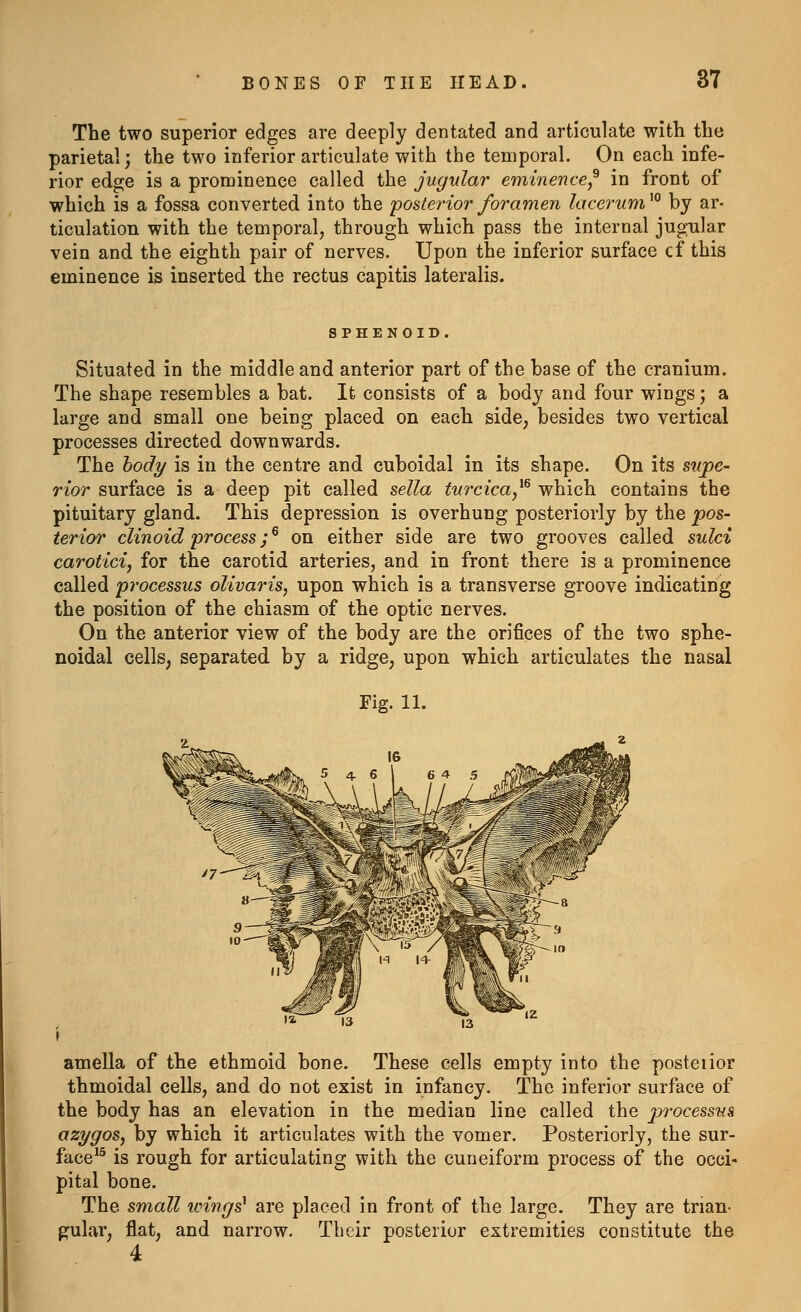 The two superior edges are deeply dentated and articulate with the parietal; the two inferior articulate with the temporal. On each infe- rior edge is a prominence called the jugular eminence,^ in front of which is a fossa converted into the posterior foramen Ic by ar- ticulation with the temporal, through which pass the internal jugular vein and the eighth pair of nerves. Upon the inferior surface cf this eminence is inserted the rectus capitis lateralis. SPHENOID. Situated in the middle and anterior part of the base of the cranium. The shape resembles a bat. It consists of a body and four wings; a large and small one being placed on each side, besides two vertical processes directed downwards. The body is in the centre and cuboidal in its shape. On its s^pe- rior surface is a deep pit called sella turcica,'^^ which contains the pituitary gland. This depression is overhung posteriorly by the pos- terior clinoid process;^ on either side are two grooves called sulci carotid, for the carotid arteries, and in front there is a prominence called processus olivaris, upon which is a transverse groove indicating the position of the chiasm of the optic nerves. On the anterior view of the body are the orifices of the two sphe- noidal cells, separated by a ridge, upon which articulates the nasal Fig. 11. amella of the ethmoid bone. These cells empty into the posteiior thmoidal cells, and do not exist in infancy. The inferior surface of the body has an elevation in the median line called the pj-ocessus azygos, by which it articulates with the vomer. Posteriorly, the sur- face^^ is rough for articulating with the cuneiform process of the occi- pital bone. The small wings^ are placed in front of the large. They are trian- gular, flat, and narrow. Their posterior extremities constitute the 4