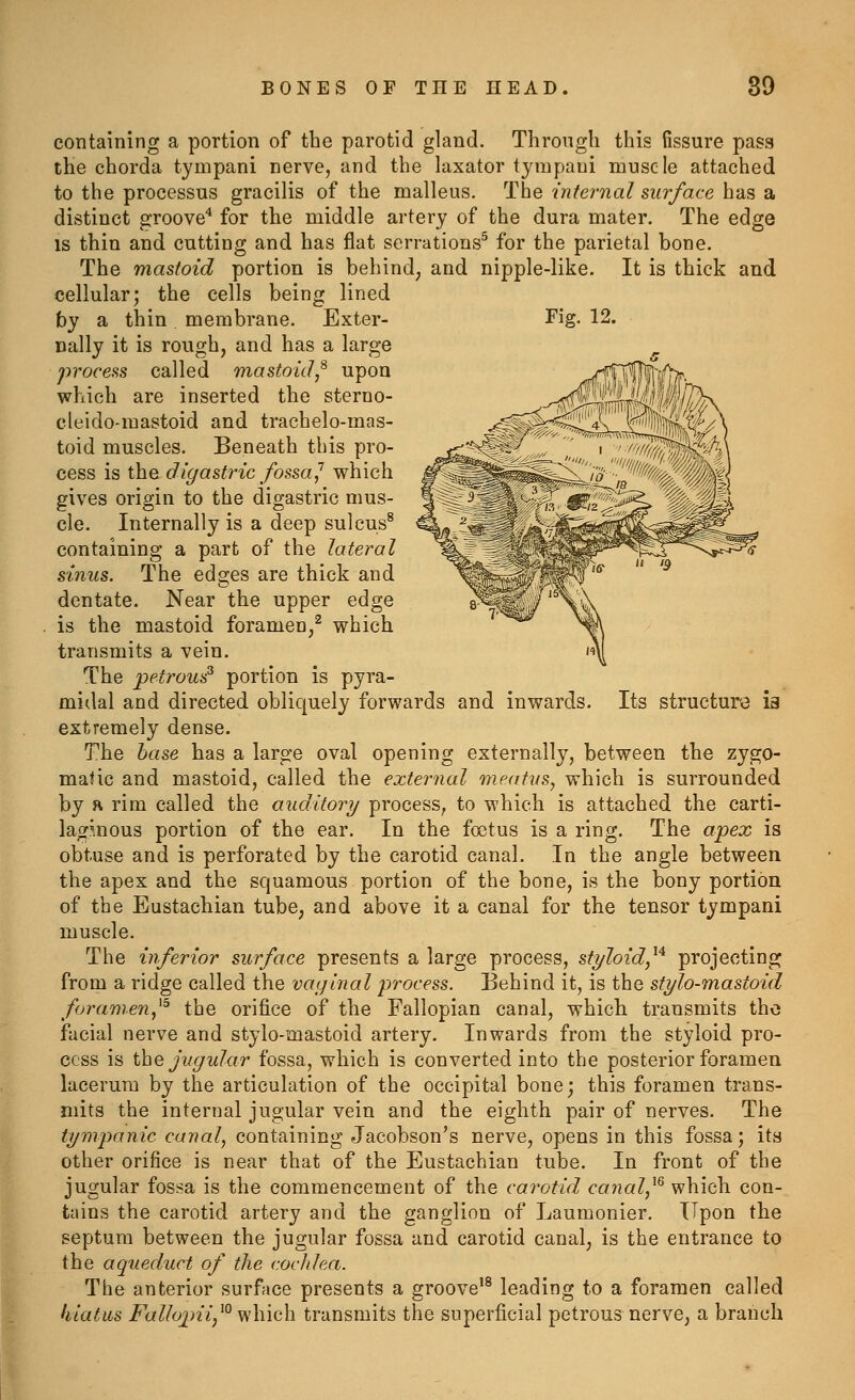 Its structure ia I containing a portion of the parotid gland. Through this fissure pass the chorda tympani nerve, and the laxator tyrapani muscle attached to the processus gracilis of the malleus. The internal surface has a distinct groove^ for the middle artery of the dura mater. The edge is thin and cutting and has fiat serrations^ for the parietal bone. The mastoid portion is behind, and nipple-like. It is thick and cellular; the cells being lined by a thin membrane. Exter- Fig. 12. nally it is rough, and has a large process called mastoid^^ upon which are inserted the sterno- cleido-mastoid and trachelo-mas- toid muscles. Beneath this pro- cess is thei digastric fossa^ which gives origin to the digastric mus- cle. Internally is a deep sulcus® containing a part of the lateral sinus. The edges are thick and dentate. Near the upper edge is the mastoid foramen/ which transmits a vein. The petrous^ portion is pyra- midal and directed obliquely forwards and inwards, extremely dense. The base has a large oval opening externally, between the zygo- maUc and mastoid, called the external meatvs, which is surrounded by ft rim called the auditory process, to which is attached the carti- laginous portion of the ear. In the foetus is a ring. The apex is obtuse and is perforated by the carotid canal. In the angle between the apex and the squamous portion of the bone, is the bony portion of the Eustachian tube, and above it a canal for the tensor tympani muscle. The inferior surface presents a large process, styloid,^^ projecting from a ridge called the vaf/inal process. Behind it, is the stylo-mastoid foramen,^^ the orifice of the Fallopian canal, which transmits tho facial nerve and stylo-mastoid artery. Inwards from the styloid pro- cess is the jugular fossa, which is converted into the posterior foramen lacerum by the articulation of the occipital bone; this foramen trans- mits the internal jugular vein and the eighth pair of nerves. The tympanic canal, containing Jacobson's nerve, opens in this fossa; its other orifice is near that of the Eustachian tube. In front of the jugular fossa is the commencement of the carotid canal,^^ which con- tains the carotid artery and the ganglion of Laumonier. Upon the septum between the jugular fossa and carotid canal, is the entrance to the aqueduct of the cochlea. The anterior surface presents a groove'^ leading to a foramen called hiatus Fallojni,^^ which transmits the superficial petrous nerve, a branch