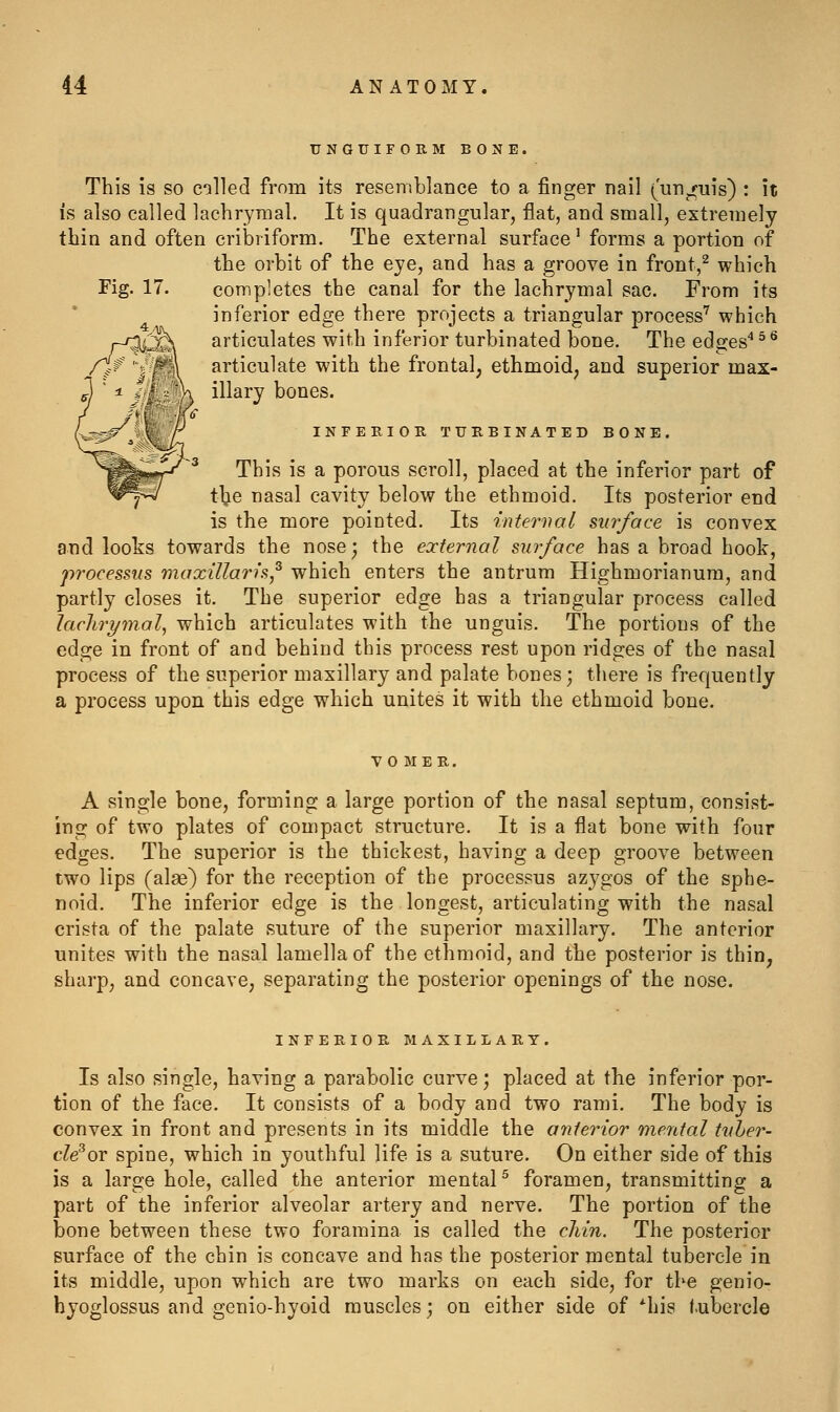 UNGUIFORM BONE. This is so called from its resemblance to a finger nail (unguis) : it is also called lachrymal. It is quadrangular, flat, and small, extremely thin and often cribriform. The external surface' forms a portion of the orbit of the eye, and has a groove in front,^ which Fig. 17. completes the canal for the lachrymal sac. From its inferior edge there projects a triangular process' which articulates with inferior turbinated bone. The edges'* ^ ^ articulate with the frontal, ethmoid, and superior max- illary bones. INFERIOR TURBINATED BONE, This is a porous scroll, placed at the inferior part of tljie nasal cavity below the ethmoid. Its posterior end is the more pointed. Its internal sin-face is convex and looks towards the nose; the external surface has a broad hook, processus maxillaris,^ which enters the antrum Highmorianura, and partly closes it. The superior edge has a triangular process called Icichrymal, which articulates with the unguis. The portions of the edge in front of and behind this process rest upon ridges of the nasal process of the superior maxillary and palate bones; there is frequently a process upon this edge which unites it with the ethmoid bone. A single bone, forming a large portion of the nasal septum, consist- ing of two plates of compact structure. It is a flat bone with four edges. The superior is the thickest, having a deep groove between two lips (alae) for the reception of the processus azygos of the sphe- noid. The inferior edge is the longest, articulating with the nasal crista of the palate suture of the superior maxillary. The anterior unites with the nasal lamella of the ethmoid, and the posterior is thin, sharp, and concave, separating the posterior openings of the nose. INFERIOR MAXILLARY. Is also single, having a parabolic curve; placed at the inferior por- tion of the face. It consists of a body and two rami. The body is convex in front and presents in its middle the anterior merttal tuber- cle ox spine, which in youthful life is a suture. On either side of this is a large hole, called the anterior mental^ foramen, transmitting a part of the inferior alveolar artery and nerve. The portion of the bone between these two foramina is called the cliin. The posterior surface of the chin is concave and has the posterior mental tubercle in its middle, upon which are two marks on each side, for the genio- hyoglossus and genio-hyoid muscles; on either side of ^his tubercle