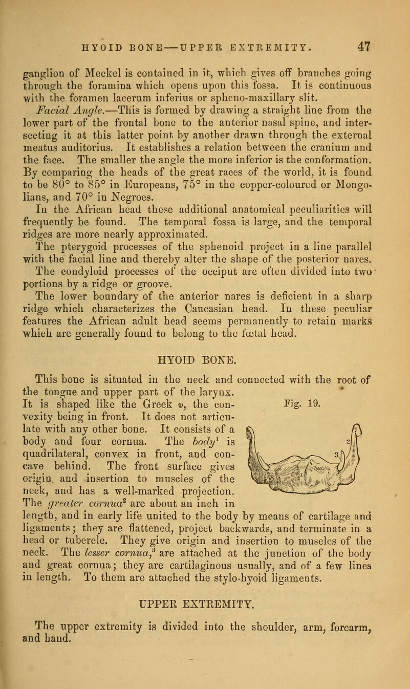 ganglion of Meckel is contained in it, which gives off branches going through the foramina which opens upon this fossa. It is continuous with the foramen lacerum iuferius or spheno-maxillary slit. Facial Angle.—This is formed by drawing a straight line from the lower part of the frontal bone to the anterior nasal spine, and inter- secting it at this latter point by another drawn through the external meatus auditorius. It establishes a relation between the cranium and the face. The smaller the angle the more inferior is the conformation. By comparing the heads of the great races of the world, it is found to be 80° to 85° in Europeans, 75° in the copper-coloured or Mongo- lians, and 70° in Negroes. In the African head these additional anatomical peculiarities will frequently be found. The temporal fossa is large, and the temporal ridges are more nearly approximated. The pterygoid processes of the sphenoid project in a line parallel with the facial line and thereby alter the shape of the posterior nares. The condyloid processes of the occiput are often divided into two' portions by a ridge or groove. The lower boundary of the anterior nares is deficient in a sharp ridge which characterizes the Caucasian head. In these peculiar features the African adult head seems permanently to retain marks which are generally found to belong to the foetal head. HYOID BONE. This bone is situated in the neck and connected with the root of the tongue and upper part of the larynx. It is shaped like the Greek v, the con- Fig. 19. vexity being in front. It does not articu- late with any other bone. It consists of a body and four cornua. The hocly^ is quadrilateral, convex in front, and con- cave behind. The front surface gives origin, and insertion to muscles of the neck, and has a well-marked projection. The greater cornua^ are about an inch in length, and in early life united to the body by means of cartilage and ligaments; they are flattened, project backwards, and terminate in a head or tubercle. They give origin and insertion to muscles of the neck. The lesser cornua,^ are attached at the junction of the body and great cornua; they are cartilaginous usually, and of a few lines in length. To them are attached the stylo-hyoid ligaments. UPPER EXTREMITY. The upper extremity is divided into the shoulder, arm, forearm, and hand.