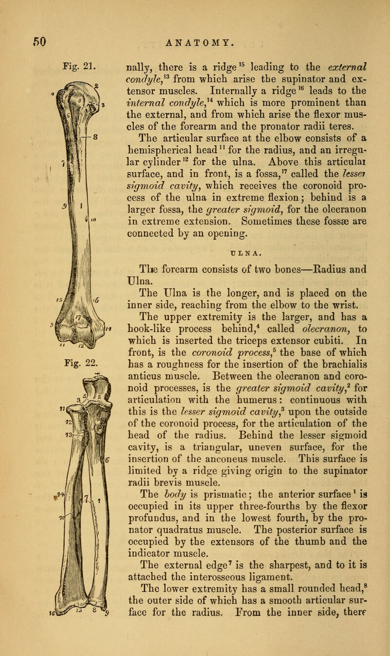 Fig. 21. nally, there is a ridge ^^ leading to the external con'dyle^^ from which arise the supinator and ex- tensor muscles. Internally a ridge ^^ leads to the internal condyle^^ which is more prominent than the external, and from which arise the flexor mus- cles of the forearm and the pronator radii teres. The articular surface at the elbow consists of a hemispherical head'' for the radius, and an irregu- lar cylinder '^ for the ulna. Above this articulai surface, and in front, is a fossa, called the U&8ei sigmoid cavity^ which receives the coronoid pro- cess of the ulna in extreme flexion; behind is a larger fossa, the greater sigmoid, for the olecranon in extreme extension. Sometimes these fossae are connected by an opening. 22. The forearm consists of two bones—Radius and Ulna. The Ulna is the longer, and is placed on the inner side, reaching from the elbow to the wrist. The upper extremity is the larger, and has a hook-like process behind,^ called olecranon, to which is inserted the triceps extensor cubiti. In front, is the coronoid process,^ the base of which has a roughness for the insertion of the brachialis anticus muscle. Between the olecranon and coro- noid processes, is the greater sigmoid cavity,^ for articulation with the humerus: continuous with this is the lesser sigmoid cavity,^ upon the outside of the coronoid process, for the articulation of the head of the radius. Behind the lesser sigmoid cavity, is a triangular, uneven surface, for the insertion of the anconeus muscle. This surface is limited by a ridge giving origin to the supinator radii brevis muscle. The body is prismatic; the anterior surface' is occupied in its upper three-fourths by the flexor profundus, and in the lowest fourth, by the pro- nator quadratus muscle. The posterior surface is occupied by the extensors of the thumb and the indicator muscle. The external edge' is the sharpest, and to it is attached the interosseous ligament. The lower extremity has a small rounded head,' the outer side of which has a smooth articular sur- face for the radius. From the inner side, therf