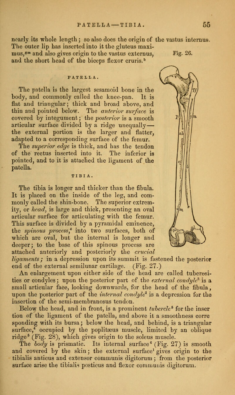 noarly Its whole length; so also does the origin of the vastus internus. The outer lip has inserted into it the gluteus maxi- muSjS™ and also gives origin to the vastus externus, Fig. 26. and the short head of the biceps flexor cruris.'' PATELLA, The patella is the largest sesamoid bone in the body, and commonly called the knee-pan. It is flat and triangular; thick and broad above, and thin and pointed below. The anterior surface is covered by integument; the posterior is a smooth articular surface divided by a ridge unequally— the external portion is the larger and flatter, adapted to a corresponding surface of the femur. The superior edge is thick, and has the tendon of the rectus inserted into it. The inferior is pointed, and to it is attached the ligament of the patella. The tibia is longer and thicker than the fibula. It is placed on the inside of the leg, and com- monly called the shin-bone. The superior extrem- ity, or head, is large and thick, presenting an oval articular surface for articulating with the femur. This surface is divided by a pyramidal eminence, the spinous process^ into two surfaces, both of which are oval, but the internal is longer and deeper; to the base of this spinous process are attached anteriorly and posteriorly the crucial ligaments ; in a depression upon its summit is fastened the posterior end of the external semilunar cartilage. (Fig. 27.) An enlargement upon either side of the head are called tuberosi- ties or condyles; upon the posterior part of the external condyle^ is a small articular face, looking downwards, for the head of the fibula, upon the posterior part of the internal condyle is a depression for the insertion of the semi-membranosus tendon. Below the head, and in front, is a prominent tubercle^ for the inser tion of the ligament of the patella, and above it a smoothness corre sponding with its bursa; below the head, and behind, is a triangular surface,* occupied by the poplitseus muscle, limited by an oblique ridge^ (Fig- 28), which gives origin to the soleus muscle. The hody is prismatic. Its internal surface^ (Fig. 27) is smooth and covered by the skin; the external surface^ gives origin to the tibialis anticus and extensor communis digitorum; from the posterior surface arise the tibialis posticus and flexor commuuis digitorum.