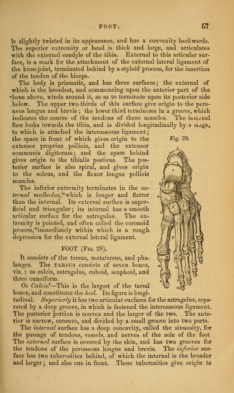 Fig. 29. is slightly twisted in its appearance, and has a con^'exity backwards. The superior extremity or head is thick and large, and articulates with the external condyle of the tibia. External to this articular sur- face, is a mark for the attachment of the external lateral ligament of the knee-joint, terminated behind by a styloid process, for the insertion of the tendon of the biceps. The body is prismatic, and has three surfaces; the external of which is the broadest, and commencing upon the anterior part of the ^bone above, winds around it, so as to terminate upon its posterior side below. The upper two-thirds of this surface give origin to the ptro- neus longus and brevis ; the lower third terminates in a groove, which indicates the course of the tendons of these muscles. The ititcinal face looks towards the tibia, and is divided longitudinally by a dage^ to which is attached the interosseous ligament; the space in front of which gives origin to the extensor proprius pollicis, and the extensor communis digitorum; and the space behind gives origin to the tibialis posticus. The pos- terior surface is also spiral, and gives origin to the soleus, and the flexor longus pollicis muscles. The inferior extremity terminates in the ex- ternal malleolus,^'^ which, is longer and flatter than the internal. Its external surface is super- its internal has a smooth astragalus. The ex- tremity is pointed, and often called the coronoid procesSj'^immediately within which is a rough depression for the external lateral ligament. FOOT (Fig. 29). It consists of the tarsus, metatarsus, and pha- langes. The TARSUS consists of seven bones, viz. : OS calcis, astragalus, cuboid, scaphoid, and three cuneiform. Os Calcis?—This is the largest of the tarsal bones, and constitutes the heel. Its figure is longi- tudioal. Superiorly it has two articular surfaces for the astragalus, sepa- rated by a deep groove, in which is fastened the interosseous ligament. The posterior portion is convex and the larger of the two. The ante- rior is narrow, concave, and divided by a small groove into two parts. The internal surface has a deep concavity, called the sinuosity, for the passage of tendons, vessels, and nerves of the sole of the foot The external surface is covered by the skin, and has two grooves for the tendons of the peroneous longus and brevis. The inferior sur- face has two tuberosities behind, of which the internal is the broader and larger; and also one in front. These tuberosities give origin to ficial and triangular, articular surface for the