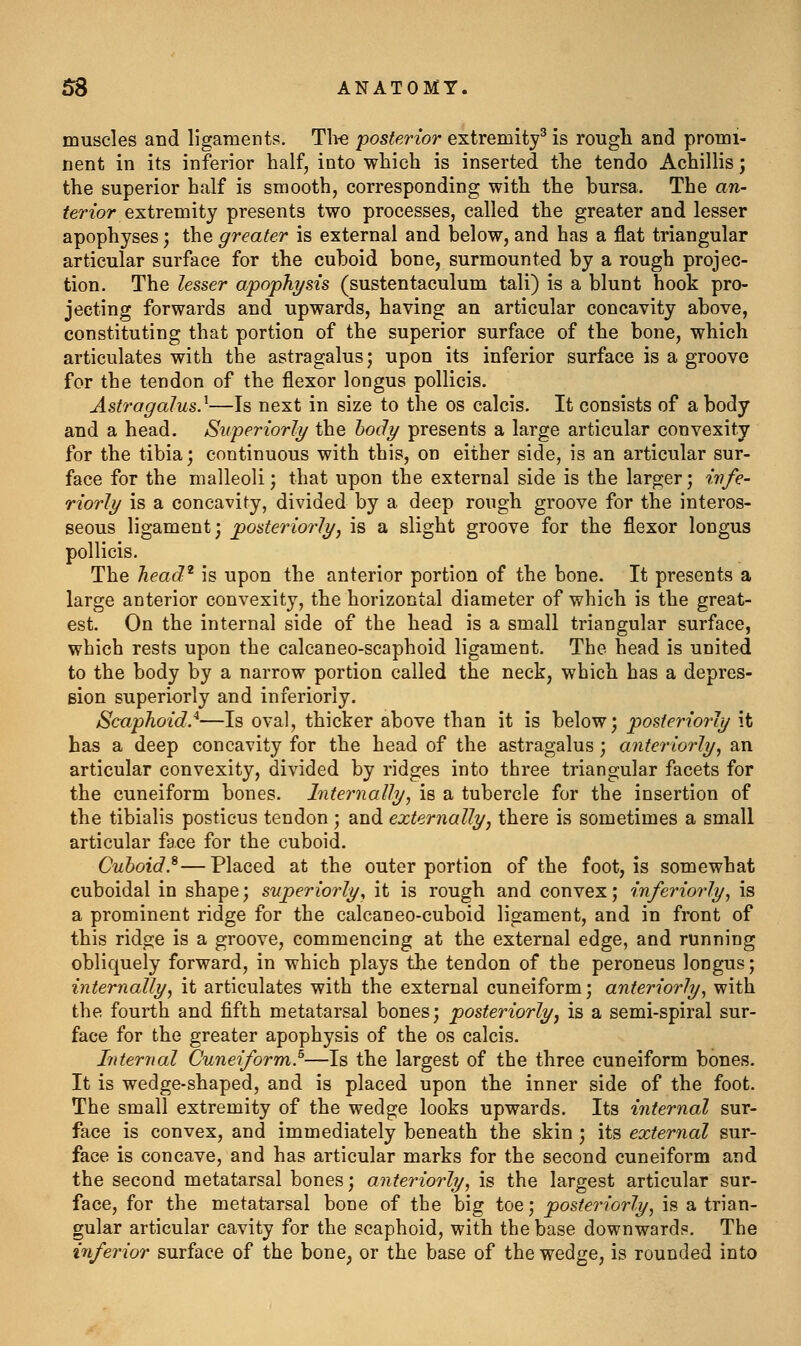 muscles and ligaments. Th« posterior extremity^ is rougli and promi- nent in its inferior half, into wliich is inserted the tendo Achillis; the superior half is smooth, corresponding with the bursa. The aw- ^eWor extremity presents two processes, called the greater and lesser apophyses; the greater is external and IdoIow, and has a flat triangular articular surface for the cuboid bone, surmounted by a rough projec- tion. The lesser apophysis (sustentaculum tali) is a blunt hook pro- jecting forwards and upwards, having an articular concavity above, constituting that portion of the superior surface of the bone, which articulates with the astragalus; upon its inferior surface is a groove for the tendon of the flexor longus pollicis. Astragalus}—Is next in size to the os calcis. It consists of a body and a head. Superiorly the body presents a large articular convexity for the tibia', continuous with this, on either side, is an articular sur- face for the malleoli J that upon the external side is the larger; imfe- riorly is a concavity, divided by a deep rough groove for the interos- seous ligament; posteriorly, is a slight groove for the flexor longus pollicis. The head^ is upon the anterior portion of the bone. It presents a large anterior convexity, the horizontal diameter of which is the great- est. On the internal side of the head is a small triangular surface, which rests upon the calcaneo-scaphoid ligament. The head is united to the body by a narrow portion called the neck, which has a depres- sion superiorly and inferiorly. Scaphoid}—Is oval, thicker above than it is below; posteriorly it has a deep concavity for the head of the astragalus ; anteriorly, an articular convexity, divided by ridges into three triangular facets for the cuneiform bones. Internally, is a tubercle for the insertion of the tibialis posticus tendon ; and externally, there is sometimes a small articular face for the cuboid. Cuboid}—Placed at the outer portion of the foot, is somewhat cuboidal in shape; superiorly, it is rough and convex; inferiorly, is a prominent ridge for the calcaneo-cuboid ligament, and in front of this ridge is a groove, commencing at the external edge, and running obliquely forward, in which plays the tendon of the peroneus longus; internally, it articulates with the external cuneiform; anteriorly, with the fourth and fifth metatarsal bones; posteriorly, is a semi-spiral sur- face for the greater apophysis of the os calcis. Internal Cuneiform}—Is the largest of the three cuneiform bones. It is wedge-shaped, and is placed upon the inner side of the foot. The small extremity of the wedge looks upwards. Its internal sur- face is convex, and immediately beneath the skin ; its external sur- face is concave, and has articular marks for the second cuneiform and the second metatarsal bones; anteriorly, is the largest articular sur- face, for the metatarsal bone of the big toe; posteriorly, is a trian- gular articular cavity for the scaphoid, with the base downward?. The inferior surface of the bone, or the base of the wedge, is rounded into
