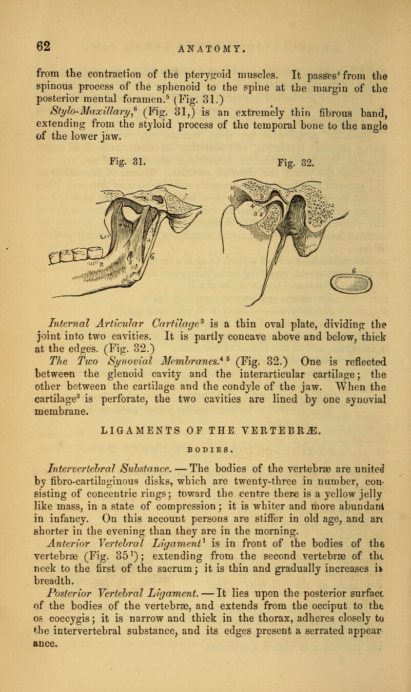 from the contraction of the ptery,2:oid muscles. It passes' from the spinous process of the sphenoid to the spine at the margin of the posterior mental foramen.^ (Fig. 31.) Stylo-Maxillary^^ (Fig. 31,) is an extremely thin fibrous band, extending from the styloid process of the temporal bone to the angle of the lower jaw. Fig. 31. Fig. 32. Internal Articular Cartilage^ is a thin oval plate, dividing the joint into two cavities. It is partly concave above and below, thick at the edges. (Fig. 32.) The Two Synovial Membranes}^ (Fig. 32.) One is reflected between the glenoid cavity and the interarticular cartilage; the other between the cartilage and the condyle of the jaw. When the cartilage^ is perforate, the two cavities are lined by one synovial membrane. LIGAMENTS OF THE VERTEBRAE. Intervertebral Substance. — The bodies of the vertebrae are united by fibro-cartilaginous disks, which are twenty-three in number, con- sisting of concentric rings; toward the eentre there is a yellow jelly like mass, in a state of compression; it is whiter and more abundani in infancy. On this account persons are stiflPer in old age, and an shorter in the evening than they are in the morning. Anterior Vertebral Ligament^ is in front of the bodies of the vertebrae (Fig. 35^); extending from the second vertebrae of tht neck to the first of the sacrum; it is thin and gradually increases it breadth. Posterior Vertebral Ligament. — It lies upon the posterior surface of the bodies of the vertebrae, and extends from the occiput to the OS coccygis; it is narrow and thick in the thorax, adheres closely to ^.he intervertebral substance, and its edges present a serrated appear- ance.