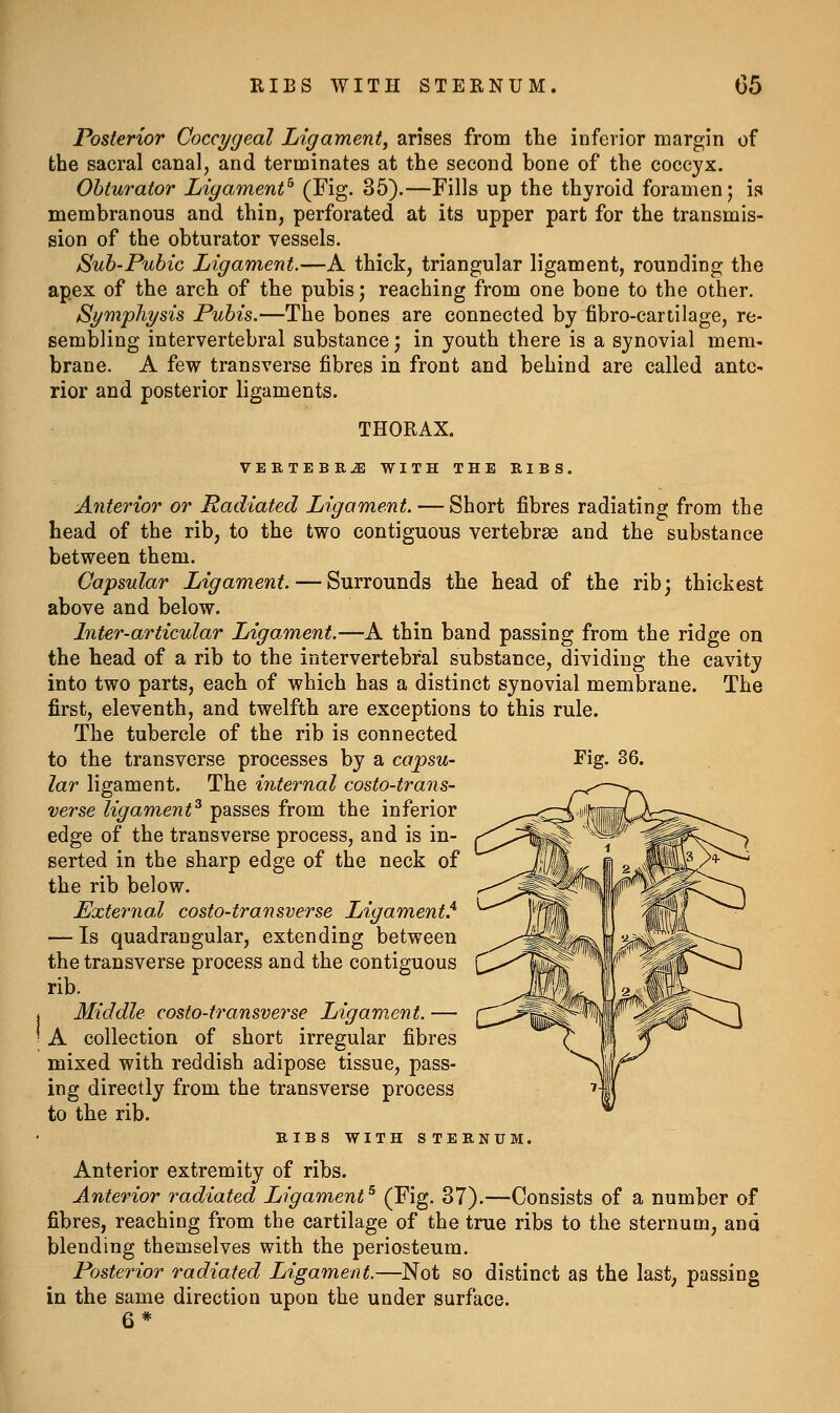 Posterior Coccygeal Ligament^ arises from the inferior margin of the sacral canal, and terminates at the second bone of the coccyx. Obturator Ligament^ (I'ig- ^^)-—^i^^s up the thyroid foramen; is membranous and thin, perforated at its upper part for the transmis- sion of the obturator vessels. Suh-Pubic Ligament.—A thick, triangular ligament, rounding the apex of the arch of the pubis; reaching from one bone to the other. Symphysis Pubis.—The bones are connected by fibro-cartilage, re- sembling intervertebral substance; in youth there is a synovial mem- brane. A few transverse fibres in front and behind are called ante- rior and posterior ligaments. THORAX. VERTEBRAE WITH THE RIBS. Anterior or Radiated Ligament. — Short fibres radiating from the head of the rib, to the two contiguous vertebrae and the substance between them. Capsular Ligament. — Surrounds the head of the rib; thickest above and below. Inter-articular Ligament.—A thin band passing from the ridge on the head of a rib to the intervertebral substance, dividing the cavity into two parts, each of which has a distinct synovial membrane. The first, eleventh, and twelfth are exceptions to this rule. The tubercle of the rib is connected to the transverse processes by a capsu- Fig. 36. lar ligament. The internal costo-traiis- verse ligament^ passes from the inferior edge of the transverse process, and is in- serted in the sharp edge of the neck of the rib below. External costotransverse Ligament.^ — Is quadrangular, extending between the transverse process and the contiguous rib. Middle costo-transverse Ligament. — A collection of short irregular fibres mixed with reddish adipose tissue, pass- ing directly from the transverse process to the rib. RIBS WITH STERNUM. Anterior extremity of ribs. Anterior radiated Ligament^ (^ig- ^7).—Consists of a number of fibres, reachiog from the cartilage of the true ribs to the sternum, and blending themselves with the periosteum. Posterior radiated Ligament.—Not so distinct as the last; passing in the same direction upon the under surface. 6*