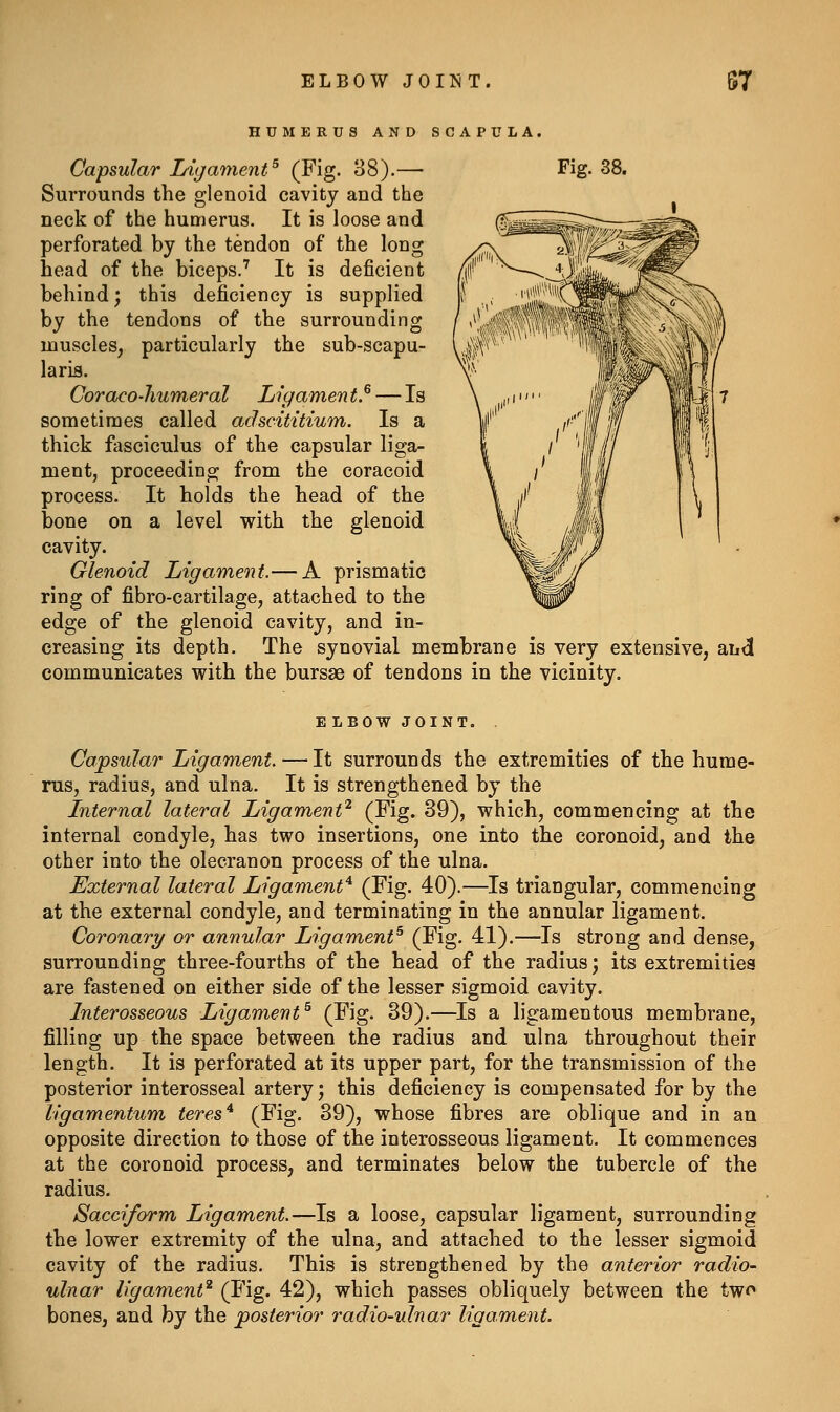 ELBOW JOINT. S7 HUMERUS AND SCAPULA. Fig. 38. Capsular Li^gament^ (j^ig- ^8).— Surrounds the glenoid cavity and the neck of the humerus. It is loose and perforated by the tendon of the long head of the biceps.' It is deficient behind; this deficiency is supplied by the tendons of the surrounding muscles, particularly the sub-scapu- lariB. Coraco-humeral Ligament.^ — Is sometimes called adscititium. Is a thick fasciculus of the capsular liga- ment, proceeding from the coracoid process. It holds the head of the bone on a level with the glenoid cavity. Glenoid Ligament.— A prismatic ring of fibro-cartilage, attached to the edge of the glenoid cavity, and in- creasing its depth. The synovial membrane is very extensive, aii<3 communicates with the bursse of tendons in the vicinity. E LBOW JOINT. Capsular Ligament. — It surrounds the extremities of the hume- rus, radius, and ulna. It is strengthened by the Internal lateral Ligament'^ (Fig* ^9)) which, commencing at the internal condyle, has two insertions, one into the coronoid, and the other into the olecranon process of the ulna. External lateral Ligament^ (Fig- 40).—Is triangular, commencing at the external condyle, and terminating in the annular ligament. Coronary or annular Ligannent^ (Fig. 41).—Is strong and dense, surrounding three-fourths of the head of the radius; its extremities are fastened on either side of the lesser sigmoid cavity. Interosseous Ligament^ (Fig- 39).—Is a ligamentous membrane, filling up the space between the radius and ulna throughout their length. It is perforated at its upper part, for the transmission of the posterior interosseal artery; this deficiency is compensated for by the Ugamentum teres* (Fig- 39), whose fibres are oblique and in an opposite direction to those of the interosseous ligament. It commences at the coronoid process, and terminates below the tubercle of the radius. Sacciform Ligament.—Is a loose, capsular ligament, surrounding the lower extremity of the ulna, and attached to the lesser sigmoid cavity of the radius. This is strengthened by the anterior radio- ulnar ligament^ (Fig- 42), which passes obliquely between the twf» bones, and by the posterior radio-ulnar ligament.