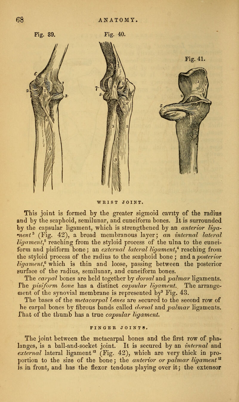 Fig. 89. Fig. 41. WRIST JOINT. This joint is formed by the greater sigmoid cavity of the radius and by the scaphoid, semilunar, and cuneiform bones. It is surrounded by the capsular ligament, which is strengthened by an anterior liga- ifient^ (Fig. 42), a broad membranous layer; an internal lateral li.gnment^ reaching from the styloid process of the ulna to the cunei- form and pisiform bone; an external lateral ligament,'^ reaching from the styloid process of the radius to the scaphoid bone; and apos^er?'or ligament^ which is thin and loose, passing between the posterior surface of the radius, semilunar, and cuneiform bones. The carpal bones are held together by dorsal and palmar ligaments. The pisiform hone has a distinct capsular ligament. Tihe arrange- Qient of the synovial membrane is represented by'' Fig. 43. The bases of the metacarpal Idnes are secured to the second row of he carpal bones by fibrous bands called dorsal &nd palmar ligaments. That of the thumb has a true capsular ligament. FINGER JOINTS, The joint between the metacarpal bones and the first row of pha- langes, is a ball-and-socket joint. It is secured by an internal and external lateral ligament'^ (Fig- 42), which are very thick in pro- portion to the size of the bone; the anterior or palmar ligament^^ is in front, and has the flexor tendons playing over it; the extensor