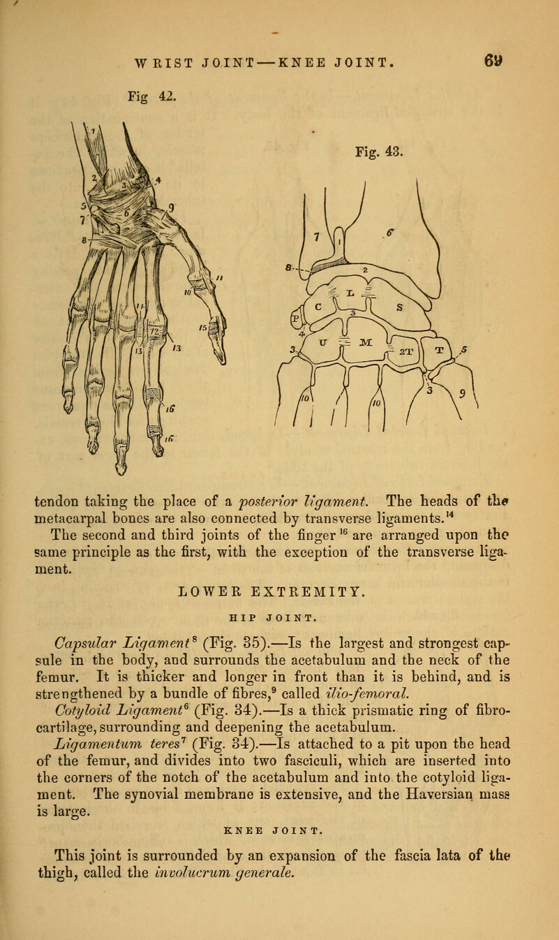 WRIST JOINT — KNEE JOINT Fig 42. Fig. 43. 6» tendon taking the place of a posterior ligament. The heads of tli« metacarpal bones are also connected by transverse ligaments.'^ The second and third joints of the finger '^ are arranged upon the same principle as the first, with the exception of the transverse liga- ment. LOWER EXTREMITY. HIP JOINT. Capsular Ligament^ (Fig- ^5).—Is the largest and strongest cap- sule in the body, and surrounds the acetabulum and the neck of the femur. It is thicker and longer in front than it is behind, and is strengthened by a bundle of fibres,^ called ilio-femoral. Cotyloid Ligament^ (Fig- 34).—Is a thick prismatic ring of fibro- cartilage, surrounding and deepening the acetabulum. Ligamentum teres'' (Fig. 34).—Is attached to a pit upon the head of the femur, and divides into two fasciculi, which are inserted into the corners of the notch of the acetabulum and into the cotyloid liga- ment. The synovial membrane is extensive, and the Haversian mass is large. KNEE JOINT. This joint is surrounded by an expansion of the fascia lata of the thigh, called the involucrum generale.