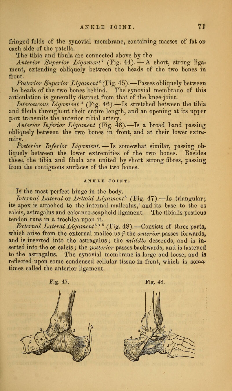 ANKLE JOINT 7J fringed folds of the synovial membrane, containing masses of fat od each side of the patella. The tibia and fibula aie connected above by the Anterior Superior Ligament'' (Fig. 44). — A short, strong liga* ment, extending obliquely between the heads of the two bones in front. Posterior Superior Ligament ^ (Fig. 45).—Passes obliquely between he heads of the two bones behind. The synovial membrane of this articulation is generally distinct from that of the knee-joint. Interosseous Ligament  (Fig. 46).—Is stretched between the tibia and fibula throughout their entire length, and an opening at its upper part transmits the anterior tibial artery. Anterior Inferior Ligament (Fig. 48).—Is a broad band passing obliquely between the two bones in front, and at their lower extre- mity. Posterior Inferior Ligament.—Is somewhat similar, passing ob- liquely between the lower extremities of the two bones. Besides these, the tibia and fibula are united by short strong fibres, passing from the contiguous surfaces of the two bones. ANKLE JOINT. T^ the most perfect hinge in the body. Internal Lateral or Deltoid Ligament^ (Fig. 47).—Is triangular; its apex is attached to the internal malleolus,^ and its base to the os calcis, astragalus and calcaneo-scaphoid ligament. The tibialis posticus tendon runs in a trochlea upon it. External Lateral Ligament^'' ^ (Fig. 48).—Consists of three parts, which arise from the external malleolus f the anterior passes forwards, and is inserted into the astragalus; the middle descends, and is in- serted into the os calcis; the posterior passes backwards, and is fastened to the astragalus. The synovial membrane is large and loose, and is reflected upon some condensed cellular tissue in front, which is sodiq- times called the anterior ligament.