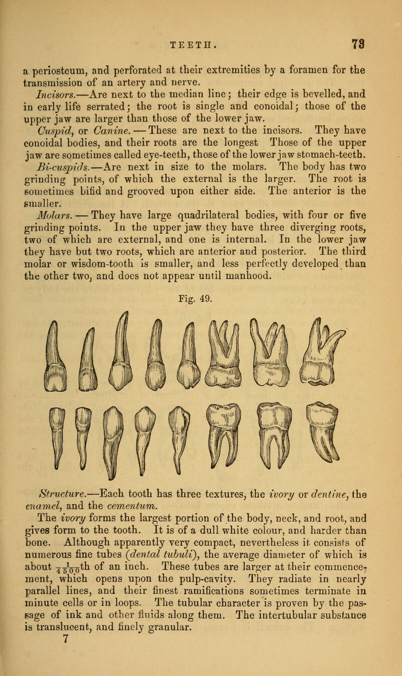 TEETH. 78 a periosteum, and perforated at their extremities by a foramen for the transmission of an artery and nerve. Incisors.—Are next to the median line; their edge is bevelled, and in early life serrated; the root is single and conoidal; those of the upper jaw are larger than those of the lower jaw. Cuspid^ or Canine. — These are next to the incisors. They have conoidal bodies, and their roots are the longest Those of the upper jaw are sometimes called eye-teeth, those of the lower jaw stomach-teeth. Bi-cuspich.—Are next in size to the molars. The body has two grinding points, of which the external is the larger. The root is sometimes bifid and grooved upon either side. The anterior is the smaller. 3Iolars. — They have large quadrilateral bodies, with four or five grinding points. In the upper jaw they have three diverging roots, two of which are external, and one is internal. In the lower jaw they have but two roots, which are anterior and posterior. The third molar or wisdom-tooth is smaller, and less perfectly developed than the other two, and does not appear until manhood. Fig. 49. Structure.—Each tooth has three textures, the ivor^ or dentine, the enamel, and the cementum. The ivory forms the largest portion of the body, neck, and root, and gives form to the tooth. It is of a dull white colour, and harder than bone. Although apparently very compact, nevertheless it consists of numerous fine tubes (dental tubuli), the average diameter of which is about ^-J^^th of an inch. These tubes are larger at their commence- ment, which opens upon the pulp-cavity. They radiate in nearly parallel lines, and their finest ramifications sometimes terminate in minute cells or in loops. The tubular character is proven by the pas- sage of ink and other fluids along them. The intertubular substance is translucent, and finely granular. 7