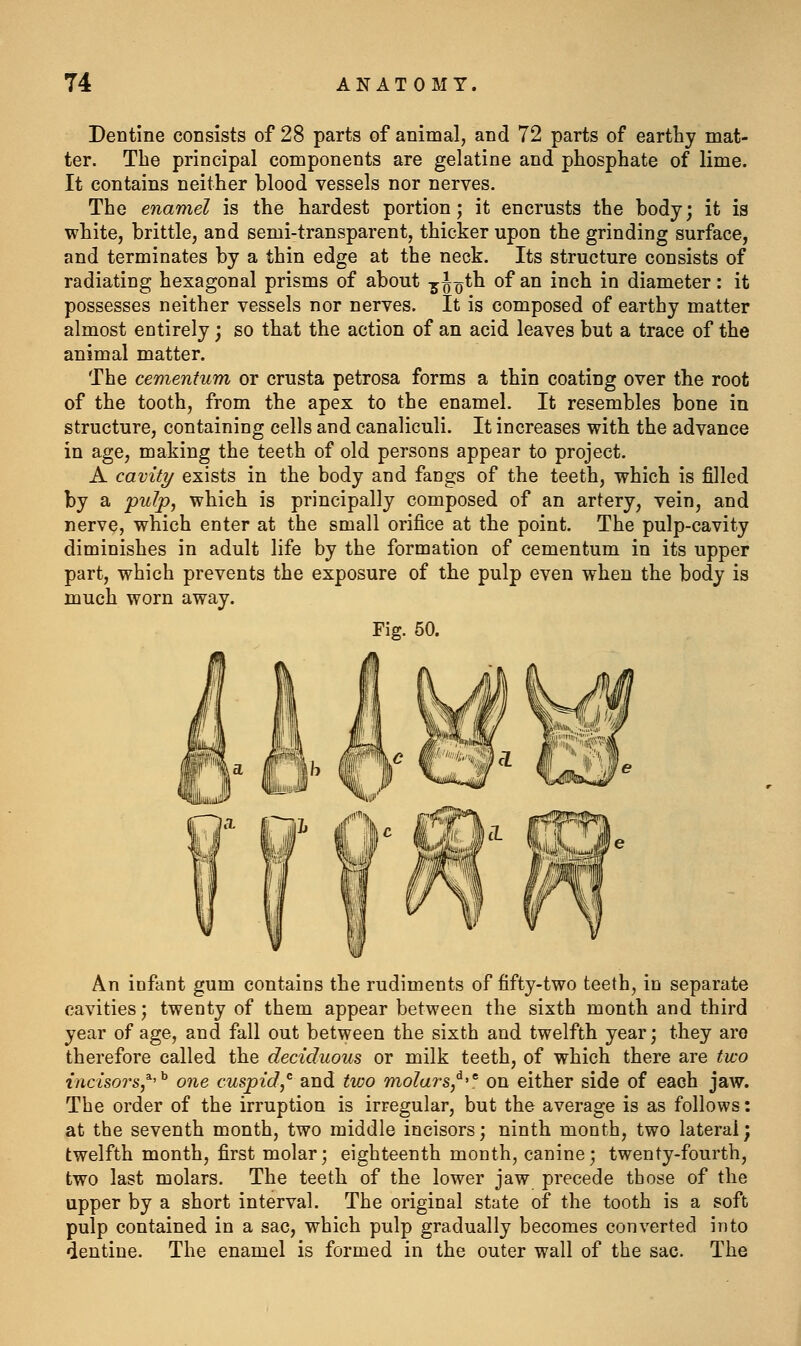 Dentine consists of 28 parts of animal, and 72 parts of earthy mat- ter. The principal components are gelatine and phosphate of lime. It contains neither blood vessels nor nerves. The enamel is the hardest portion; it encrusts the body; it is white, brittle, and semi-transparent, thicker upon the grinding surface, and terminates by a thin edge at the neck. Its structure consists of radiating hexagonal prisms of about ^Jq*^ of an inch in diameter: it possesses neither vessels nor nerves. It is composed of earthy matter almost entirely; so that the action of an acid leaves but a trace of the animal matter. The cementum or crusta petrosa forms a thin coating over the root of the tooth, from the apex to the enamel. It resembles bone in structure, containing cells and canaliculi. It increases with the advance in age, making the teeth of old persons appear to project. A cavity exists in the body and fangs of the teeth, which is filled by a pulp, which is principally composed of an artery, vein, and nerve, which enter at the small orifice at the point. The pulp-cavity diminishes in adult life by the formation of cementum in its upper part, which prevents the exposure of the pulp even when the body is much worn away. Fig. 50. An infant gum contains the rudiments of fifty-two teeth, in separate cavities; twenty of them appear between the sixth month and third year of age, and fall out between the sixth and twelfth year; they are therefore called the deciduous or milk teeth, of which there are two incisors,^'^ one cuspid,'' and two molars,^'' on either side of each jaw. The order of the irruption is irregular, but the average is as follows: at the seventh month, two middle incisors; ninth month, two lateral; twelfth month, first molar; eighteenth month, canine; twenty-fourth, two last molars. The teeth of the lower jaw precede those of the upper by a short interval. The original state of the tooth is a soft pulp contained in a sac, which pulp gradually becomes converted into dentine. The enamel is formed in the outer wall of the sac. The