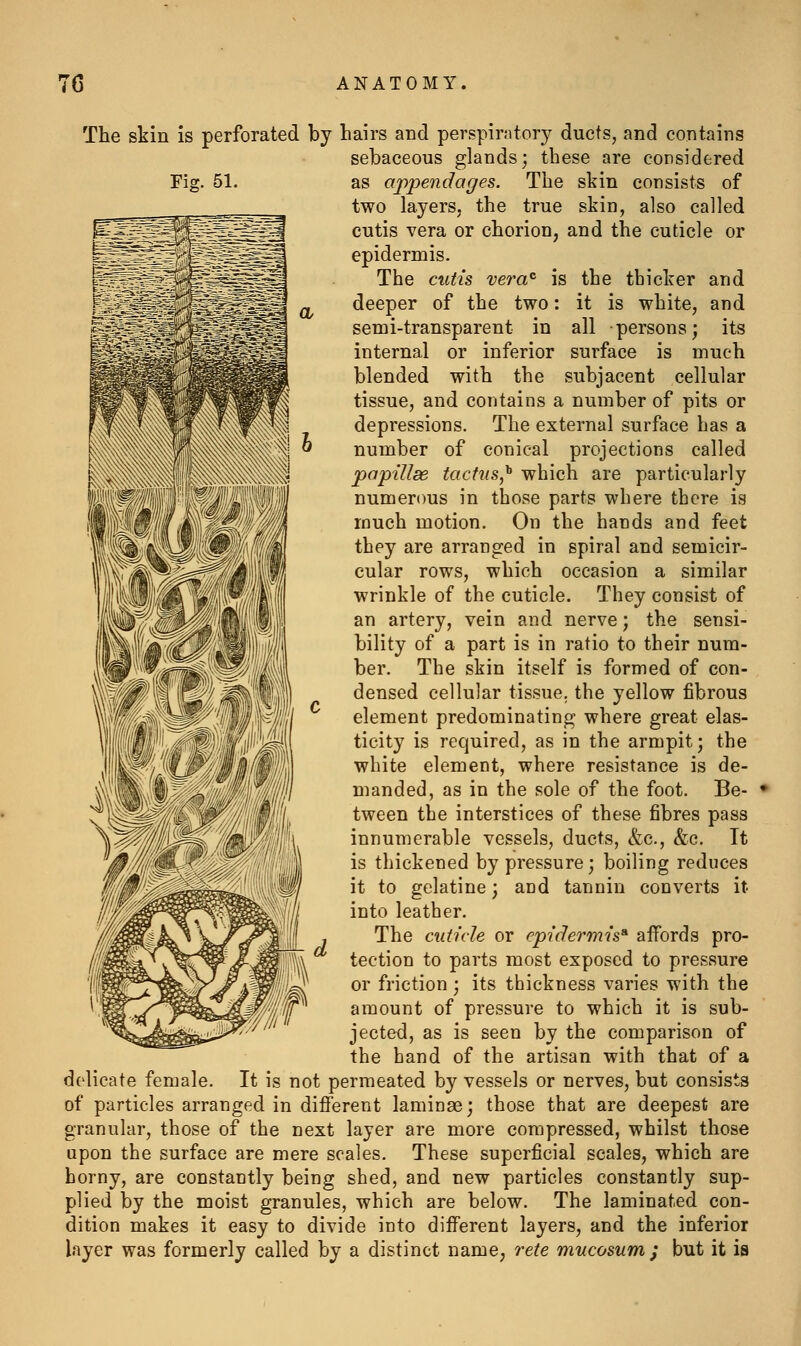 The skin is perforated by hairs and perspirntory ducts, and contains sebaceous glands; these are considered as appendages. The skin consists of two layers, the true skin, also called cutis vera or chorion, and the cuticle or epidermis. The cutis vera^ is the thicker and deeper of the two: it is white, and semi-transparent in all persons; its internal or inferior surface is much blended with the subjacent cellular tissue, and contains a number of pits or depressions. The external surface has a number of conical projections called papillse tacfns,^ which are particularly numerous in those parts where there is much motion. On the hands and feet they are arranged in spiral and semicir- cular rows, which occasion a similar wrinkle of the cuticle. They consist of an artery, vein and nerve; the sensi- bility of a part is in ratio to their num- ber. The skin itself is formed of con- densed cellular tissue, the yellow fibrous element predominating where great elas- ticity is required, as in the armpit; the white element, where resistance is de- manded, as in the sole of the foot. Be- tween the interstices of these fibres pass innumerable vessels, ducts, &c., &c. It is thickened by pressure; boiling reduces it to gelatine; and tannin converts it into leather. The cuticle or epidermis^ affords pro- tection to parts most exposed to pressure or friction ; its thickness varies with the amount of pressure to which it is sub- jected, as is seen by the comparison of the hand of the artisan with that of a delicate female. It is not permeated by vessels or nerves, but consists of particles arranged in different laminae; those that are deepest are granular, those of the next layer are more compressed, whilst those upon the surface are mere scales. These superficial scales, which are horny, are constantly being shed, and new particles constantly sup- plied by the moist granules, which are below. The laminated con- dition makes it easy to divide into different layers, and the inferior layer was formerly called by a distinct name, rete mucosum ; but it ia