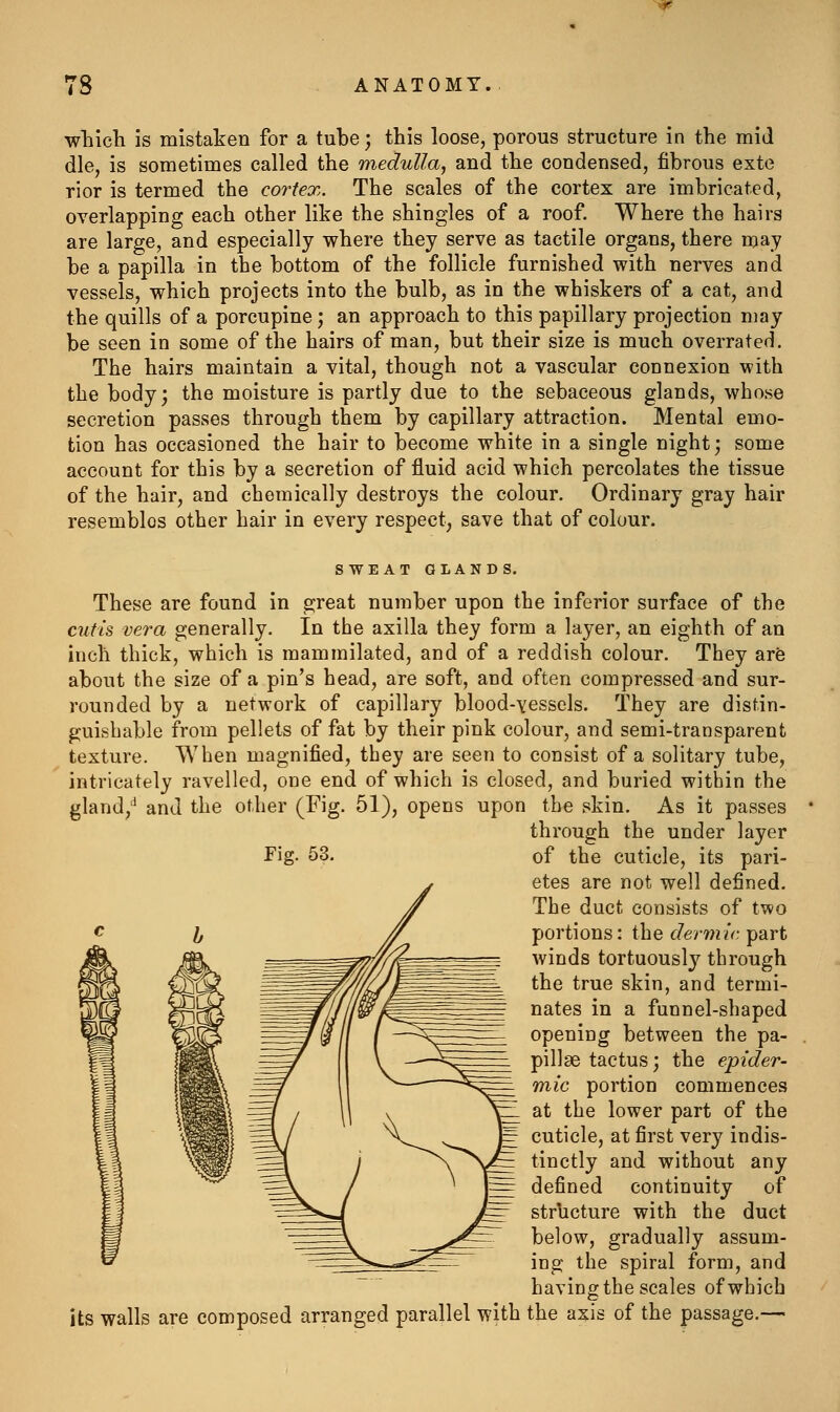 wliicli is mistaken for a tube; this loose, porous structure in the mid die, is sometimes called the medulla, and the condensed, fibrous exte rior is termed the cortex. The scales of the cortex are imbricated, overlapping each other like the shingles of a roof. Where the hairs are large, and especially where they serve as tactile organs, there may be a papilla in the bottom of the follicle furnished with nerves and vessels, which projects into the bulb, as in the whiskers of a cat, and the quills of a porcupine ; an approach to this papillary projection may be seen in some of the hairs of man, but their size is much overrated. The hairs maintain a vital, though not a vascular connexion with the body; the moisture is partly due to the sebaceous glands, whose secretion passes through them by capillary attraction. Mental emo- tion has occasioned the hair to become white in a single night; some account for this by a secretion of fluid acid which percolates the tissue of the hair, and chemically destroys the colour. Ordinary gray hair resembles other hair in every respect, save that of colour. SWEAT GLANDS. These are found in great number upon the inferior surface of the cutis vera generally. In the axilla they form a layer, an eighth of an inch thick, which is mammilated, and of a reddish colour. They are about the size of a pin's head, are soft, and often compressed and sur- rounded by a network of capillary blood-yessels. They are distin- guishable from pellets of fat by their pink colour, and semi-transparent texture. When magnified, they are seen to consist of a solitary tube, intricately ravelled, one end of which is closed, and buried within the gland,^ and the other (Fig. 51), opens upon the skin. As it passes through the under layer Fig- 53. of the cuticle, its pari- etes are not well defined. The duct consists of tv9o portions: the dermic part winds tortuously through the true skin, and termi- nates in a funnel-shaped opening between the pa- pillae tactus; the epider- mic portion commences at the lower part of the cuticle, at first very indis- tinctly and without any defined continuity of strhcture with the duct below, gradually assum- ing the spiral form, and havingthe scales of which Us walls are composed arranged parallel with the axis of the passage.—