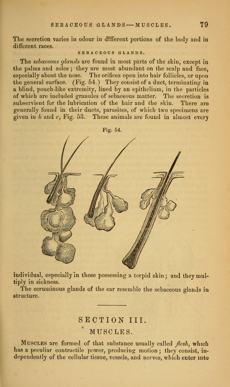 The secretion varies in odour in diiferent portions of the body and in different races. SEBACEOUS GLANDS. The sebaceous glands are found in most parts of the skin, except in the palms and soles ; they are most abundant on the scalp and face, especially about the nose. The orifices open into hair follicles, or upon the general surface. (Fig. 54.) They consist of a duct, terminating in a blind, pouch-like extremity, lined by an epithelium, in the particles of which are included granules of sebaceous matter. The secretion is subservient for the lubrication of the hair and the skin. There are generally found in their ducts, parasites, of which two specimens are given in h and c, Fig. 53. These animals are found in almost every Fig. 54. individual, especially in those possessing a torpid skin; and they mul- tiply in sickness. The ceruminous glands of the ear resemble the sebaceous glands in structure. SECTION III. MUSCLES. Muscles are formed of that substance usually called Jlesh, which has a peculiar contractile power, producing motion; they consist, in- dependently of the cellular tissue, vessels, and nerves, which enter into