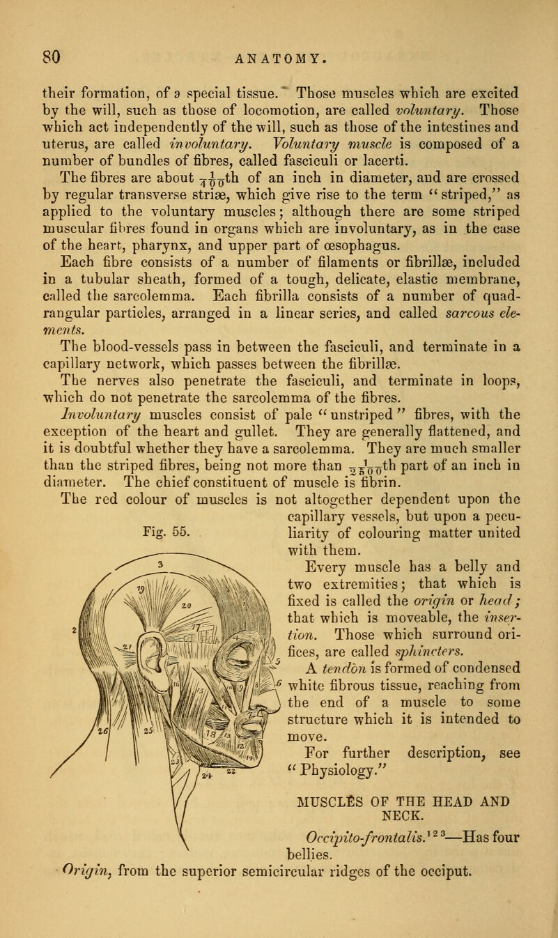 their formation, of a special tissue.'' Those muscles which are excited by the will, such as those of locomotion, are called voluntary. Those which act independently of the will, such as those of the intestines and uterus, are called involuntary. Voluntary muscle is composed of a number of bundles of fibres, called fasciculi or lacerti. The fibres are about 4^0^^ ^^ ^^ ^°^^ ^^ diameter, and are crossed by regular transverse striae, which give rise to the term  striped, as applied to the voluntary muscles; although there are some striped muscular fibres found in organs which are involuntary, as in the case of the heart, pharynx, and upper part of oesophagus. Each fibre consists of a number of filaments or fibrillae, included in a tubular sheath, formed of a tough, delicate, elastic membrane, called the sarcolemma. Each fibrilla consists of a number of quad- rangular particles, arranged in a linear series, and called sarcous ele- ments. The blood-vessels pass in between the fasciculi, and terminate in a capillary network, which passes between the fibrillae. The nerves also penetrate the fasciculi, and terminate in loops, which do not penetrate the sarcolemma of the fibres. Involuntary muscles consist of pale ^' unstriped  fibres, with the exception of the heart and gullet. They are generally flattened, and it is doubtful whether they have a sarcolemma. They are much smaller than the striped fibres, being not more than ^-^L-th part of an inch in diameter. The chief constituent of muscle is fibrin. The red colour of muscles is not altogether dependent upon the capillary vessels, but upon a pecu- Fig. 55. liarity of colouring matter united with them. Every muscle has a belly and two extremities; that which is fixed is called the origin or head; that which is moveable, the inser- tion. Those which surround ori- fices, are called sphincters. A tendon is formed of condensed white fibrous tissue, reaching from the end of a muscle to some structure which it is intended to move. For further description, see ^' Physiology. MUSCLES OF THE HEAD AND NECK. Occipito-frontalis.^'^ ^—Has four bellies. Origin^ from the superior semicircular ridges of the occiput.