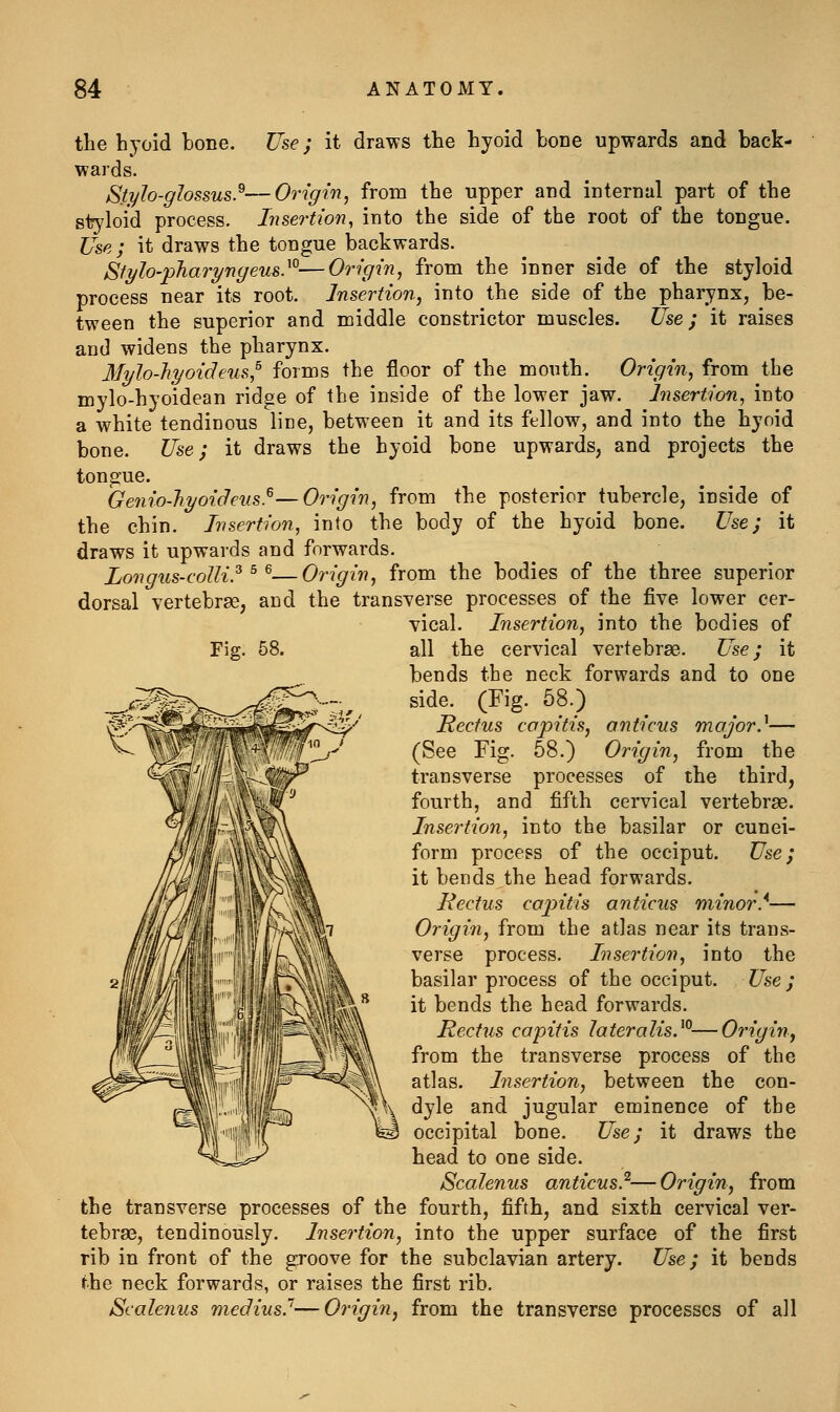 Fig. 58. the hyoid bone. Use; it draws the hyoid bone upwards and back- wards. Styh-glossus.^—Origin, from the upper and internal part of the styloid process. Insertion, into the side of the root of the tongue. Use ; it draws the tongue backwards. Stylo-pTiarynyeus}°—Origin, from the inner side of the styloid process near its root. Insertion, into the side of the pharynx, be- tween the superior and middle constrictor muscles. Use; it raises and widens the pharynx. Mylo-liyoideus^ forms the floor of the mouth. Origin, from the mylo-hyoidean ridge of the inside of the lower jaw. Insertion, into a white tendinous lice, between it and its fellow, and into the hyoid bone. Use; it draws the hyoid bone upwards, and projects the tongue. Genio-Jiyoicleiis.^—Origin, from the posterior tubercle, inside of the chin. Insertion, into the body of the hyoid bone. Use; it draws it upwards and forwards. Longus-colli.^ ^ ^—Origin, from the bodies of the three superior dorsal vertebrae, and the transverse processes of the five lower cer- vical. Insertion, into the bodies of all the cervical vertebrae. Use; it bends the neck forwards and to one side. (Fig. 58.) Rectus capitis, anticus major}— (See Fig. 58.) Origin, from the transverse processes of the third, fourth, and fifth cervical vertebrae. Insertion, into the basilar or cunei- form process of the occiput. Use; it bends the head forwards. Rectus capitis anticus minor}— Origin, from the atlas near its trans- verse process. Insertion, into the basilar process of the occiput. Use ; it bends the head forwards. Rectus capitis lateralis}^—Origin, from the transverse process of the atlas. Insertion, between the con- dyle and jugular eminence of the occipital bone. Use; it draws the head to one side. Scalenus anticus}—Origin, from the transverse processes of the fourth, fifth, and sixth cervical ver- tebras, tendinously. Insertion, into the upper surface of the first rib in front of the groove for the subclavian artery. Use; it bends the neck forwards, or raises the first rib. Scalenus medius}—Origin, from the transverse processes of all