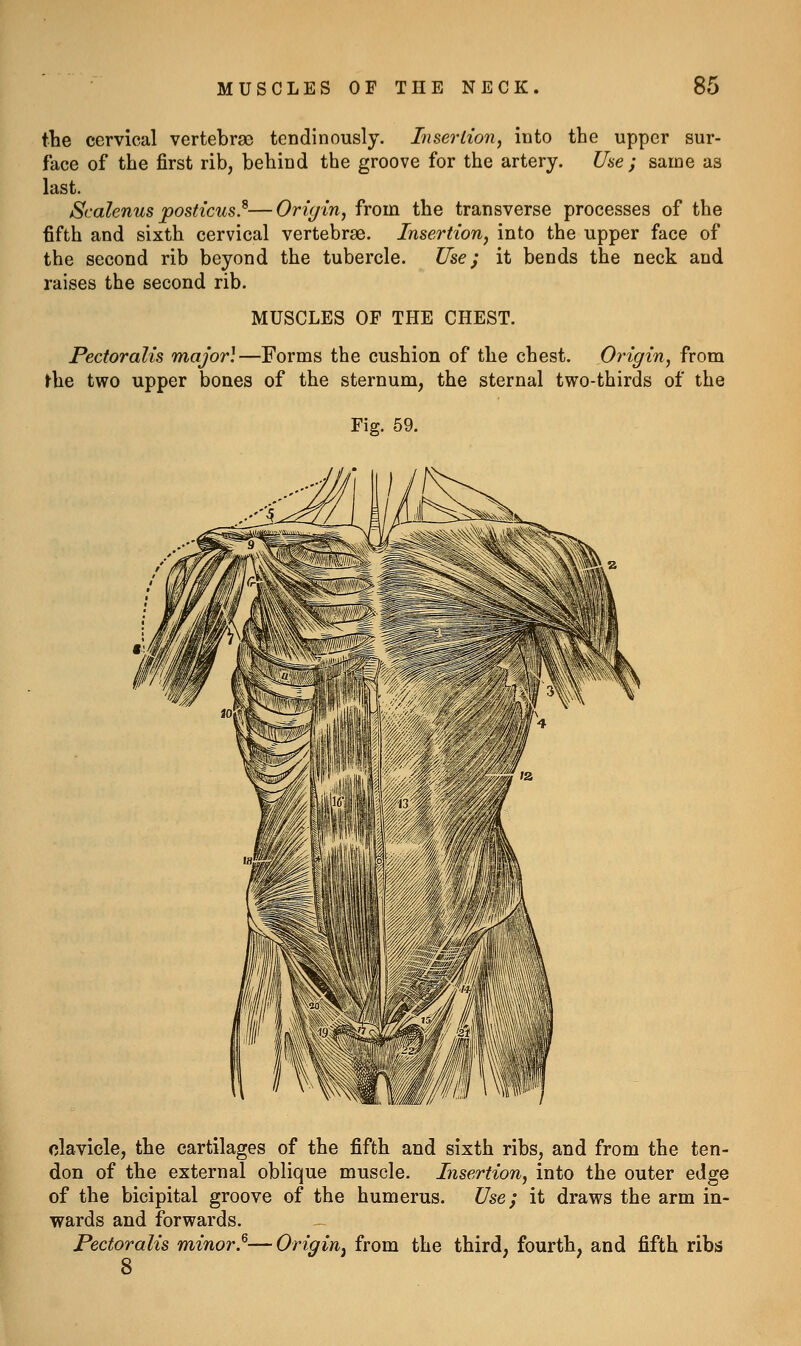 the cervical vertebrae tendinously. Insertion, into the upper sur- face of the first rib, behiud the groove for the artery. Uae ; same as last. Scalenus posticus}—Origin, from the transverse processes of the fifth and sixth cervical vertebrae. Insertion, into the upper face of the second rib beyond the tubercle. Use; it bends the neck and raises the second rib. MUSCLES OF THE CHEST. Pectoralis major]—Forms the cushion of the chest. Origin, from l-he two upper bones of the sternum, the sternal two-thirds of the Fig. 59. clavicle, the cartilages of the fifth and sixth ribs, and from the ten- don of the external oblique muscle. Insertion, into the outer edge of the bicipital groove of the humerus. Use; it draws the arm in- wards and forwards. Pectoralis minor.^—Origin^ from the third, fourth, and fifth ribs