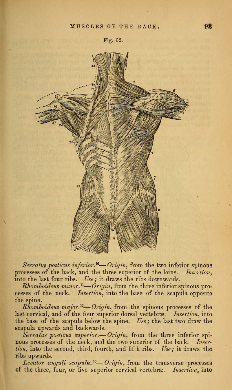 I Fig. 62. Serratus posticus inferior}^—Origin, from the two inferior spinoas processes of the back, and the three superior of the loins. Insertion^ into the last four ribs. Use; it draws the ribs downwards. Rhomhoideus minor J^—Origin^ from the three inferior spinous pro- cesses of the neck. Insertion, into the base of the scapula opposite the spine. Rhomhoideus major.^^—Origin, from the spinous processes of the last cervical, and of the four superior dorsal vertebras. Insertion, into the base of the scapula below the spine. Use; the last two draw the scapula upwards and backwards. Serratus posticus superior.— Origin, from the three inferior spi- nous processes of the neck, and the two superior of the back. Inser- tion, into the second, third, fourth, and fifth ribs. Use; it draws the ribs upwards. Levator angidi scapulse.^^—Origin, from the transverse processes of the three, four, or five superior cervical vertebrae. Insertion^ into