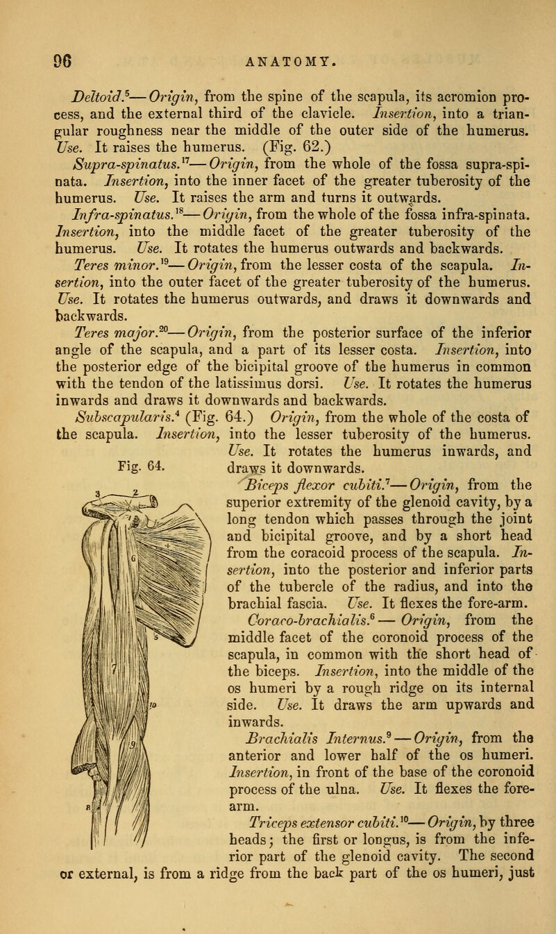 Fig. 64. Deltoid.^—Origin, from the spine of the scapula, its acromion pro- cess, and the external third of the clavicle. Insertion, into a trian- gular roughness near the middle of the outer side of the humerus. Use. It raises the humerus. (Fig. 62.) Supra-spinatus.^''—Origin, from the whole of the fossa supra-spi- nata. Insertion, into the inner facet of the greater tuberosity of the humerus. Use. It raises the arm and turns it outwards. Infraspinatus.^^—Origin, from the whole of the fossa infra-spinata. Insertion, into the middle facet of the greater tuberosity of the humerus. Use. It rotates the humerus outwards and backwards. Teres minor.^^—Origin, irom. the lesser costa of the scapula. In- sertion, into the outer facet of the greater tuberosity of the humerus. Use. It rotates the humerus outwards, and draws it downwards and backwards. Teres major.'^—Origin, from the posterior surface of the inferior angle of the scapula, and a part of its lesser costa. Insertion, into the posterior edge of the bicipital groove of the humerus in common with the tendon of the latissimus dorsi. Use. It rotates the humerus inwards and draws it downwards and backwards. Subscapularis.'* (Fig. 64.) Origin, from the whole of the costa of the scapula. Insertion, into the lesser tuberosity of the humerus. Use. It rotates the humerus inwards, and draws it downwards. Biceps flexor ciihiti?—Origin, from the superior extremity of the glenoid cavity, by a long tendon which passes through the joint and bicipital groove, and by a short head from the coracoid process of the scapula. In- sertion, into the posterior and inferior parts of the tubercle of the radius, and into the brachial fascia. Use. It flexes the fore-arm. Coraco-hrachialis.^—Origin, from the middle facet of the coronoid process of the scapula, in common with the short head of the biceps. Insertion, into the middle of the OS humeri by a rough ridge on its internal side. Use. It draws the arm upwards and inwards. Brachialis Internus.^ — Origin, from the anterior and lower half of the os humeri. Insertion, in front of the base of the coronoid process of the ulna. Use. It flexes the fore- arm. Triceps extensor cuhiti.'°— Origin, by three heads; the first or longus, is from the infe- rior part of the glenoid cavity. The second or external, is from a ridge from the back part of the os humeri, just