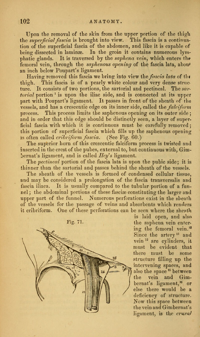 Upon the removal of the skin from the upper portion of the thigh the superficial fascia is brought into view. This fascia is a continua- tion of the superficial fascia of the abdomen, and like it is capable of being dissected in laminae. In the groin it contains numerous lyni- phatic glands. It is traversed by the saphena vein, which enters the femoral vein, through the saphenous opening of the fascia lata, abou^ an inch below Poupart's ligament. Having removed this fascia we bring into view the fascia lata of tli« thigh. This fascia is of a pearly white colour and very dense struc- ture. It consists of two portions, the sartorial and pectineal. The sar- torial portion ' is upon the iliac side, and is connected at its upper part with Poupart's ligament. It passes in front of the sheath of the vessels, and has a crescentic edge on its inner side, called the falciform process. This process limits the saphenous opening on its outer side; and in order that this edge should be distinctly seen, a layer of super- ficial fascia with which it is continuous must be carefully removed; this portion of superficial fascia which fills up the saphenous opening is often called crihrifarm fascia. (See Fig. 60.) The superior horn of this crescentic falciform process is twisted and inserted in the crest of the pubes, external to, but continuous with, Gim- bernat's ligament, and is called Iley's ligament. The pectineal portion of the fascia lata is upon the pubic side; it is thinner than the sartorial and passes behind the sheath of the vessels. The sheath of the vessels is formed of condensed cellular tissue, and may be considered a prolongation of the fascia transversalis and fascia iliaca. It is usually compared to the tubular portion of a fun- nel; the abdominal portions of these fascige constituting the larger and upper part of the funnel. Numerous perforations exist in the sheath of the vessels for the passage of veins and absorbents which renders it cribriform. One of these perforations can be seen where the shepth is laid open, and also the saphena vein enter- ing the femoral vein,'^ Since the artery and vein'^ are cylinders, it must be evident that there must be some structure filling up the intervening spaces, and also the space '^ between the vein and Gim- bernat's ligament,^ or else there would be a deficiency of structure. Now this space between the vein and Gimbernat's ligament, is the crurcil Fiff. 71.